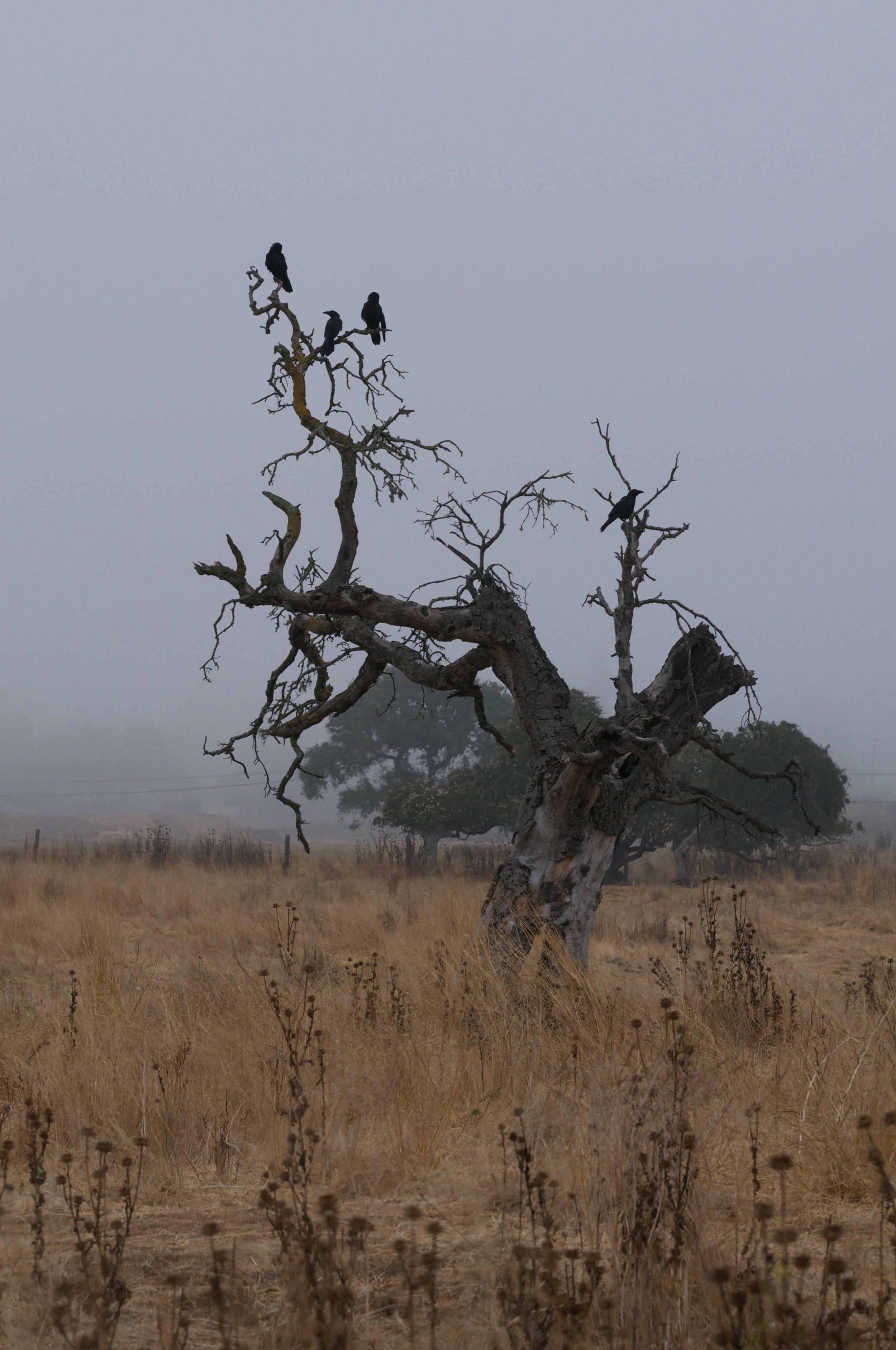 CROWS IN A TREE