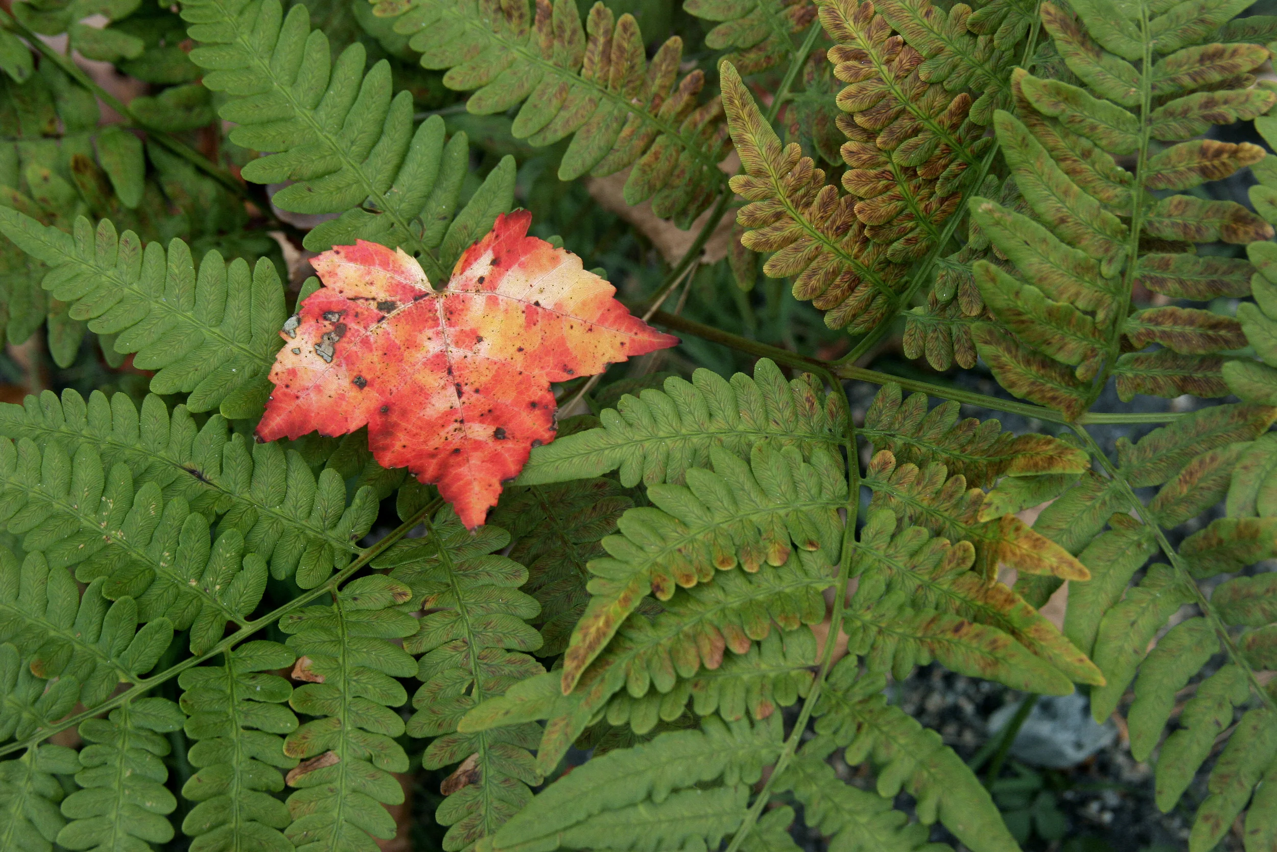 Leaf and Fern