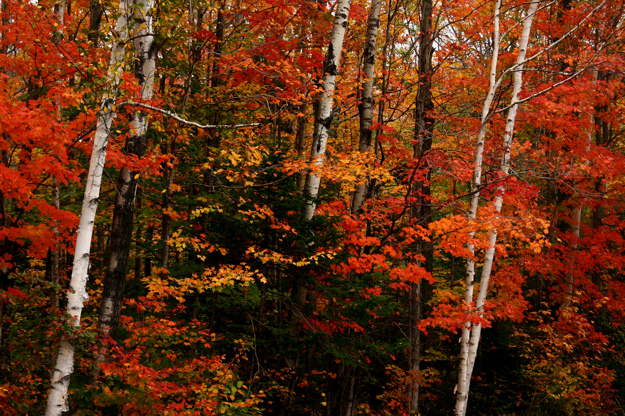 Kancamangus Birches