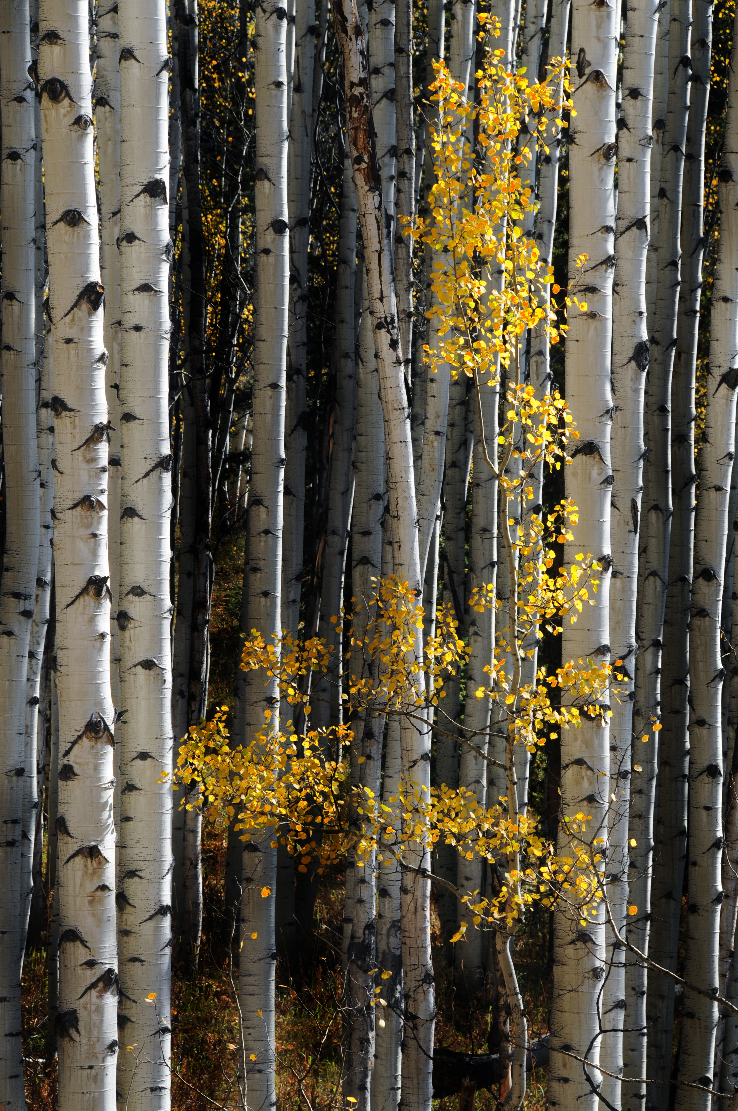 Aspen Sapling