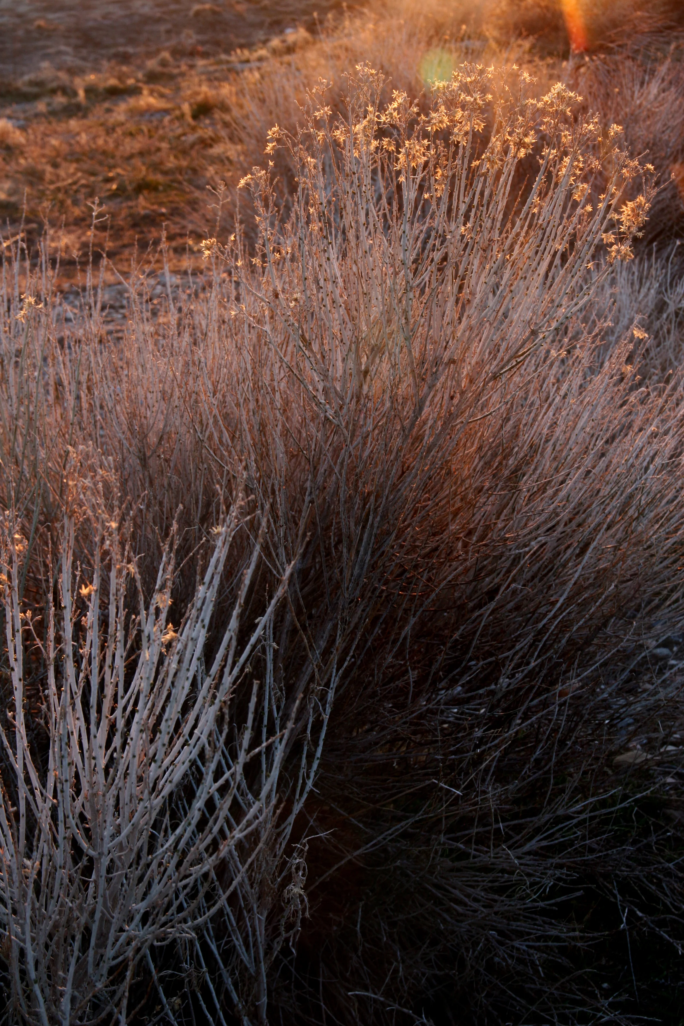 Burning Bush