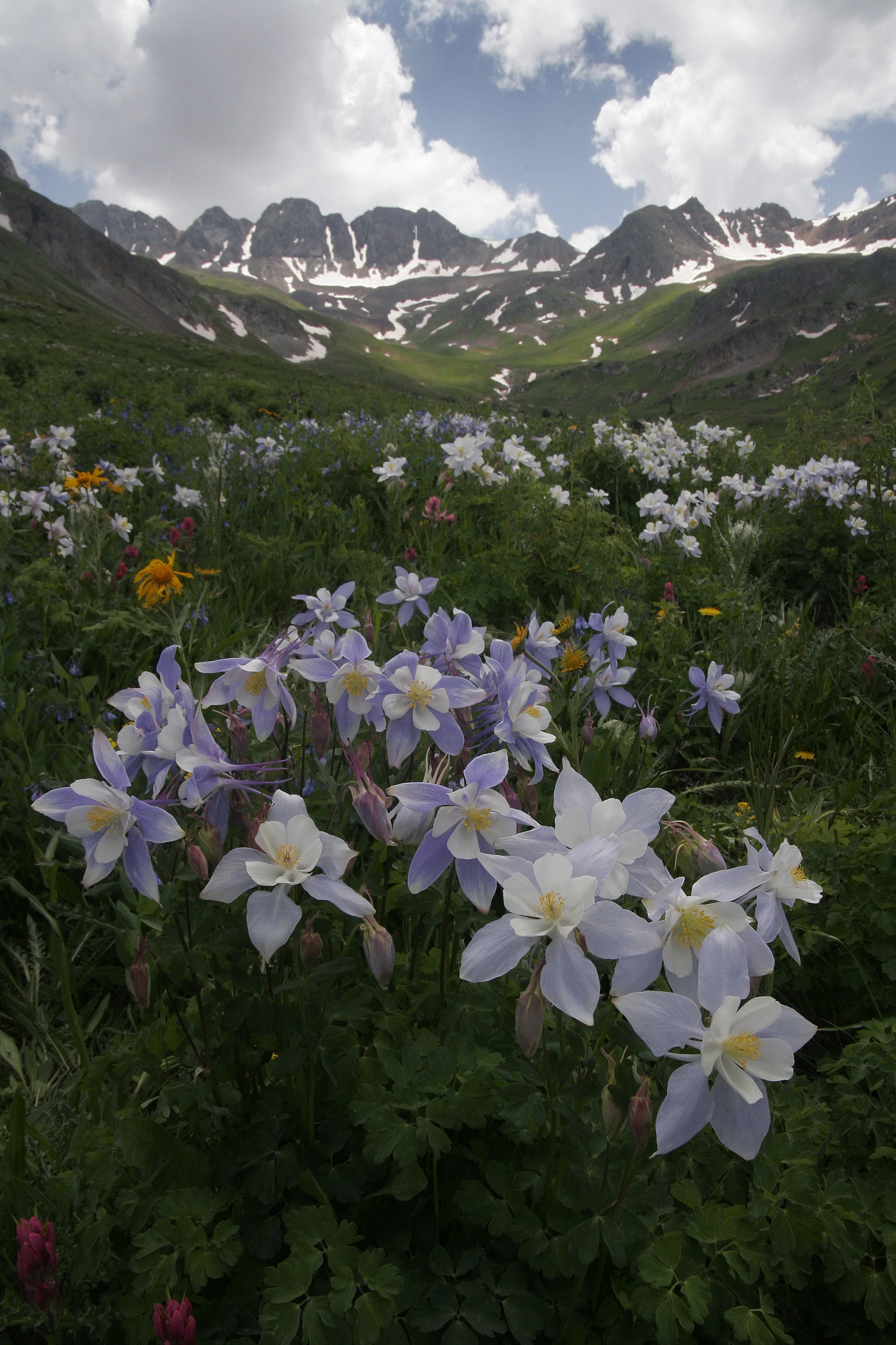 Columbines, American Basin