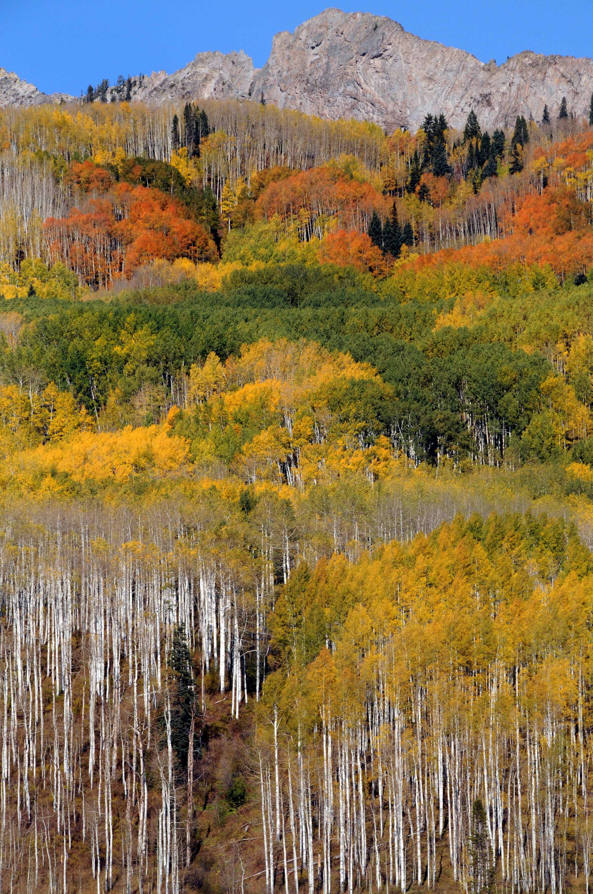 Kebler Pass #1