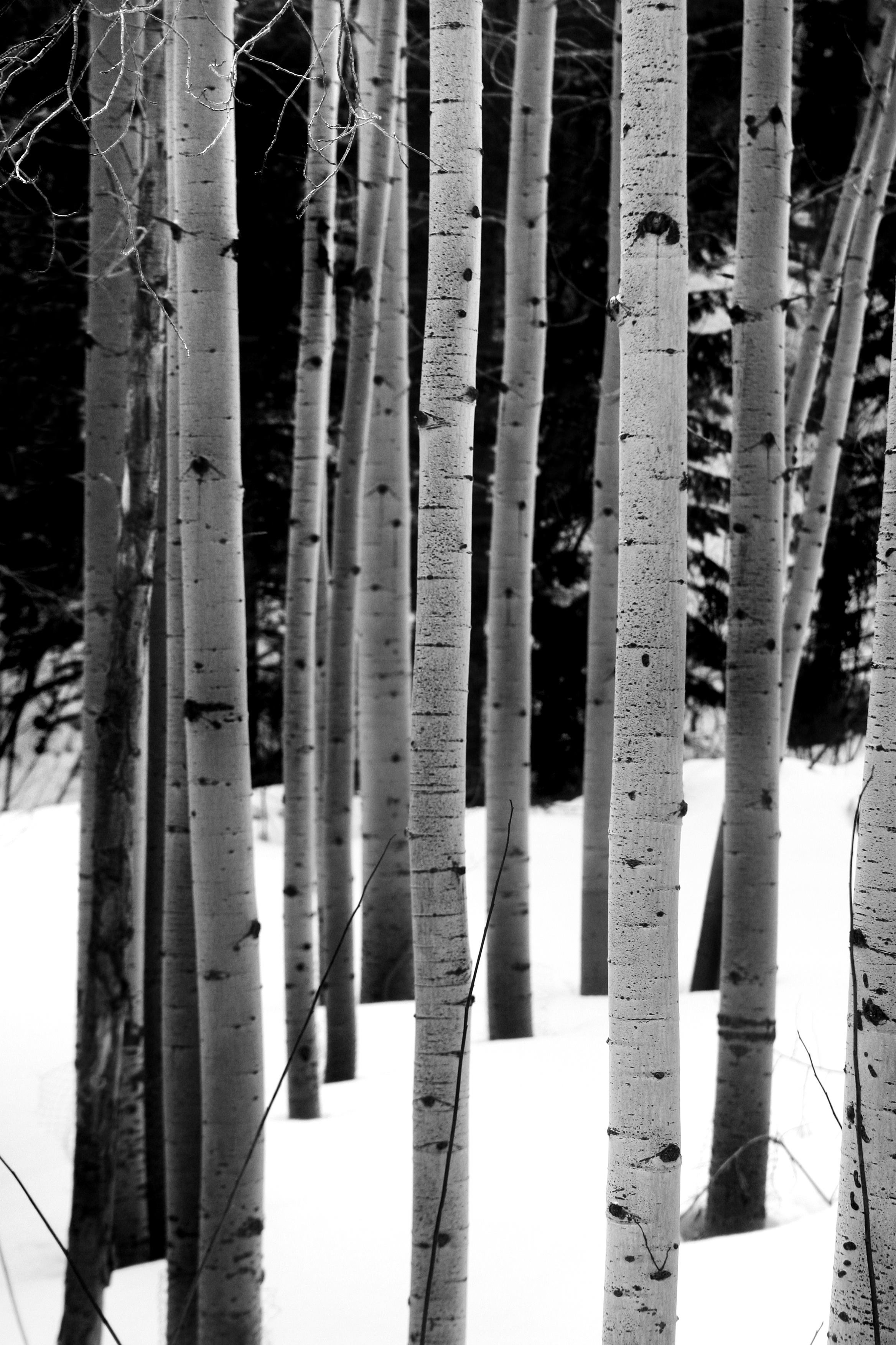 Aspens, UT