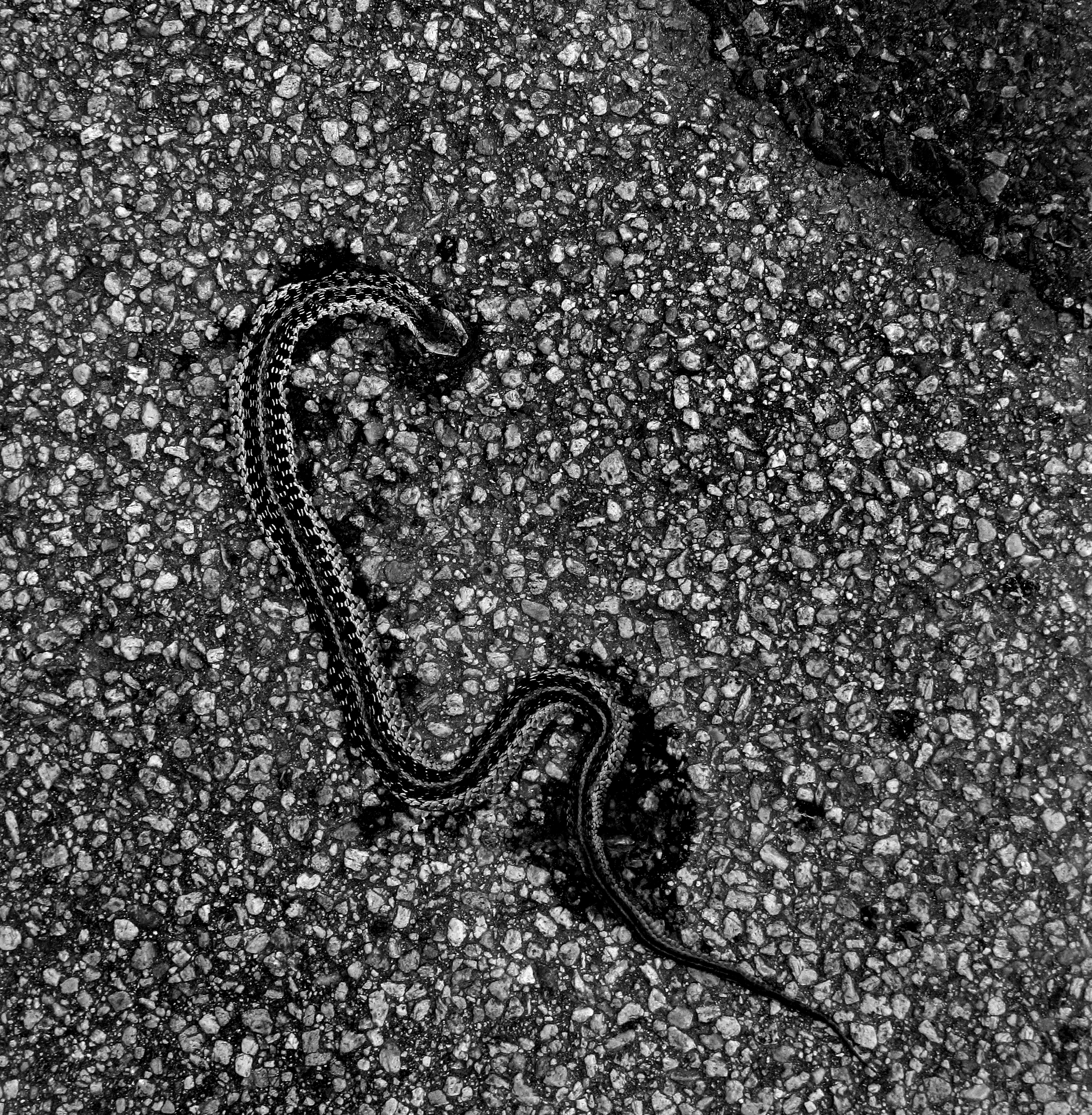 Roadkill