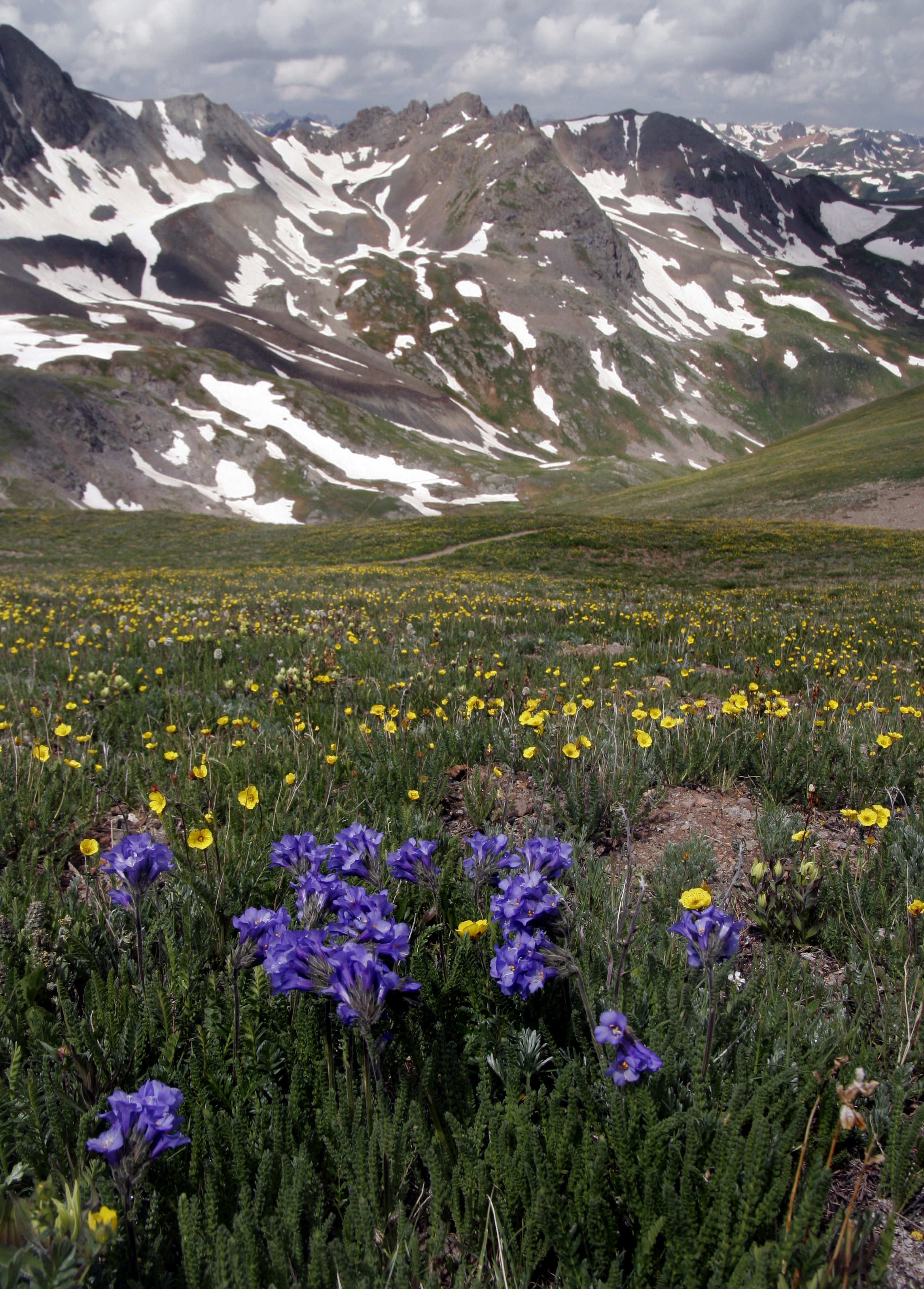 Hurricane Pass Wildflowers