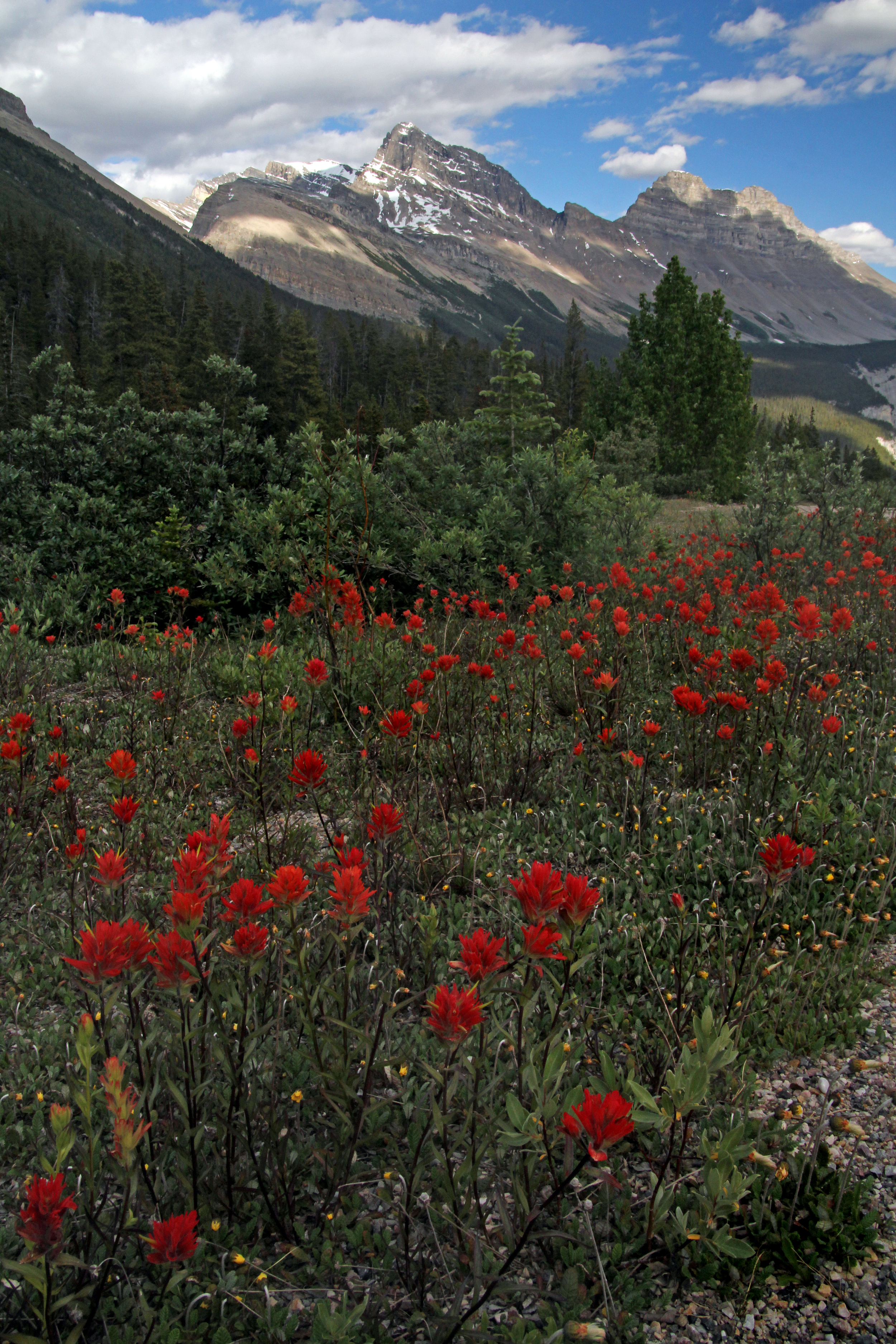 Banff Paintbrush