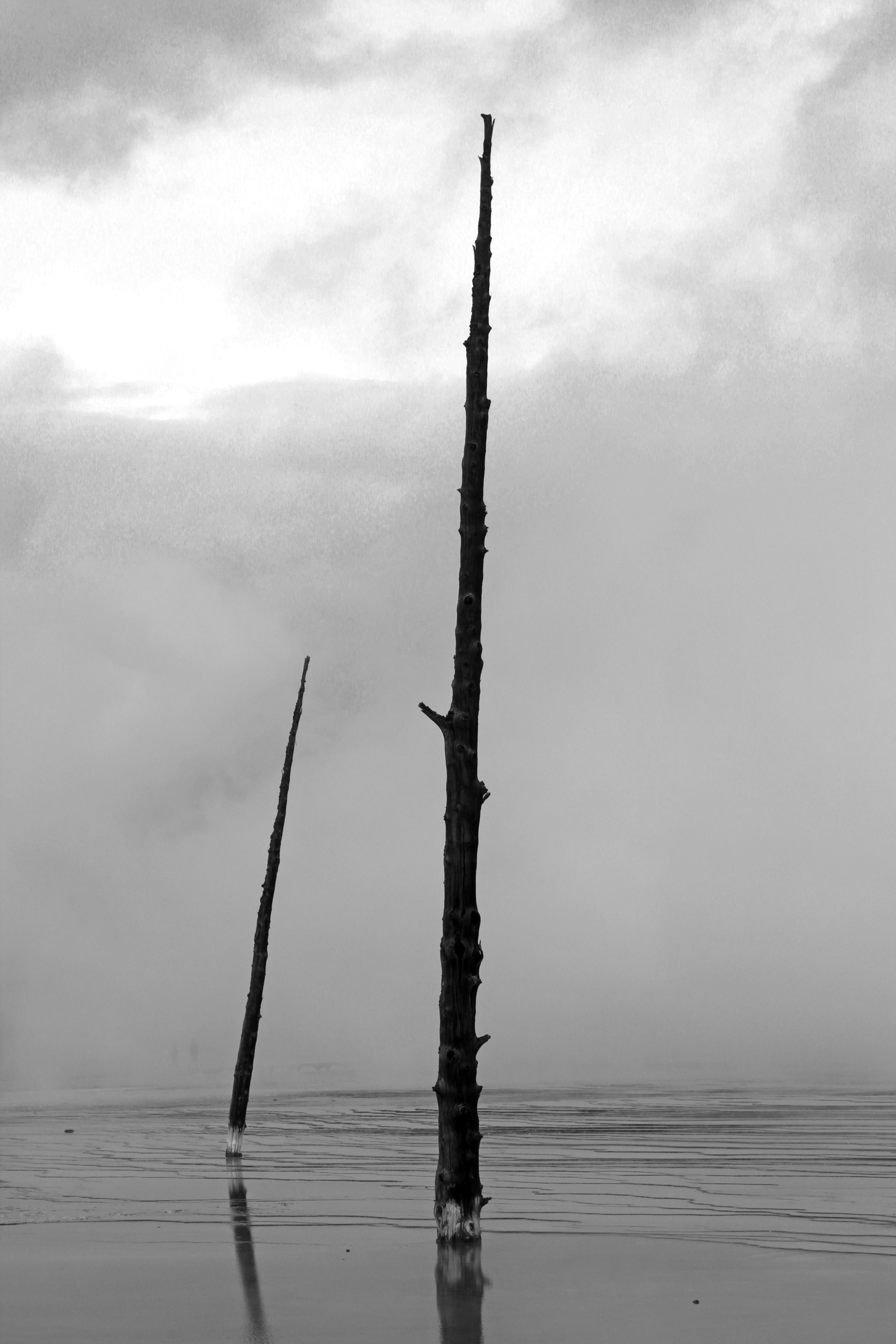 Dead Trees, Yellowstone