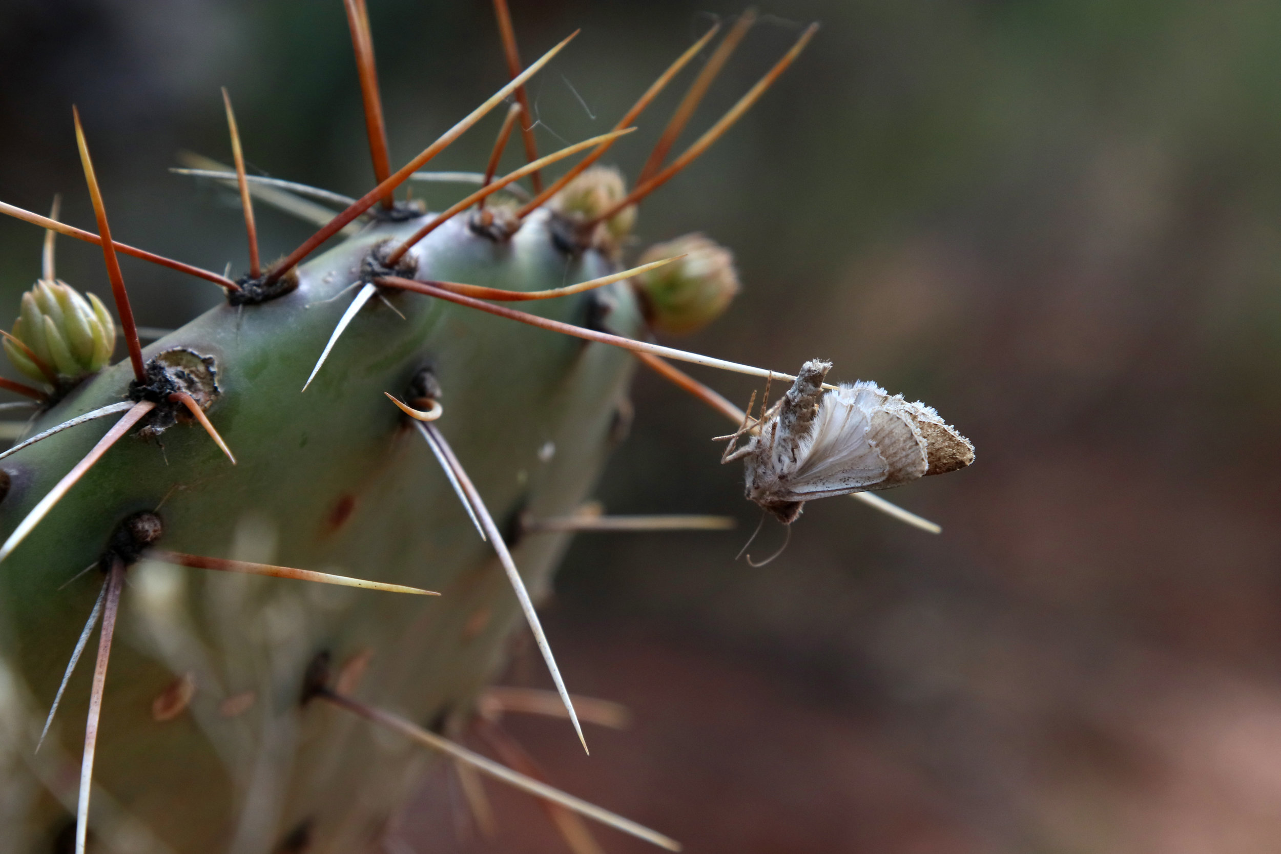 Dead Moth, Cacti