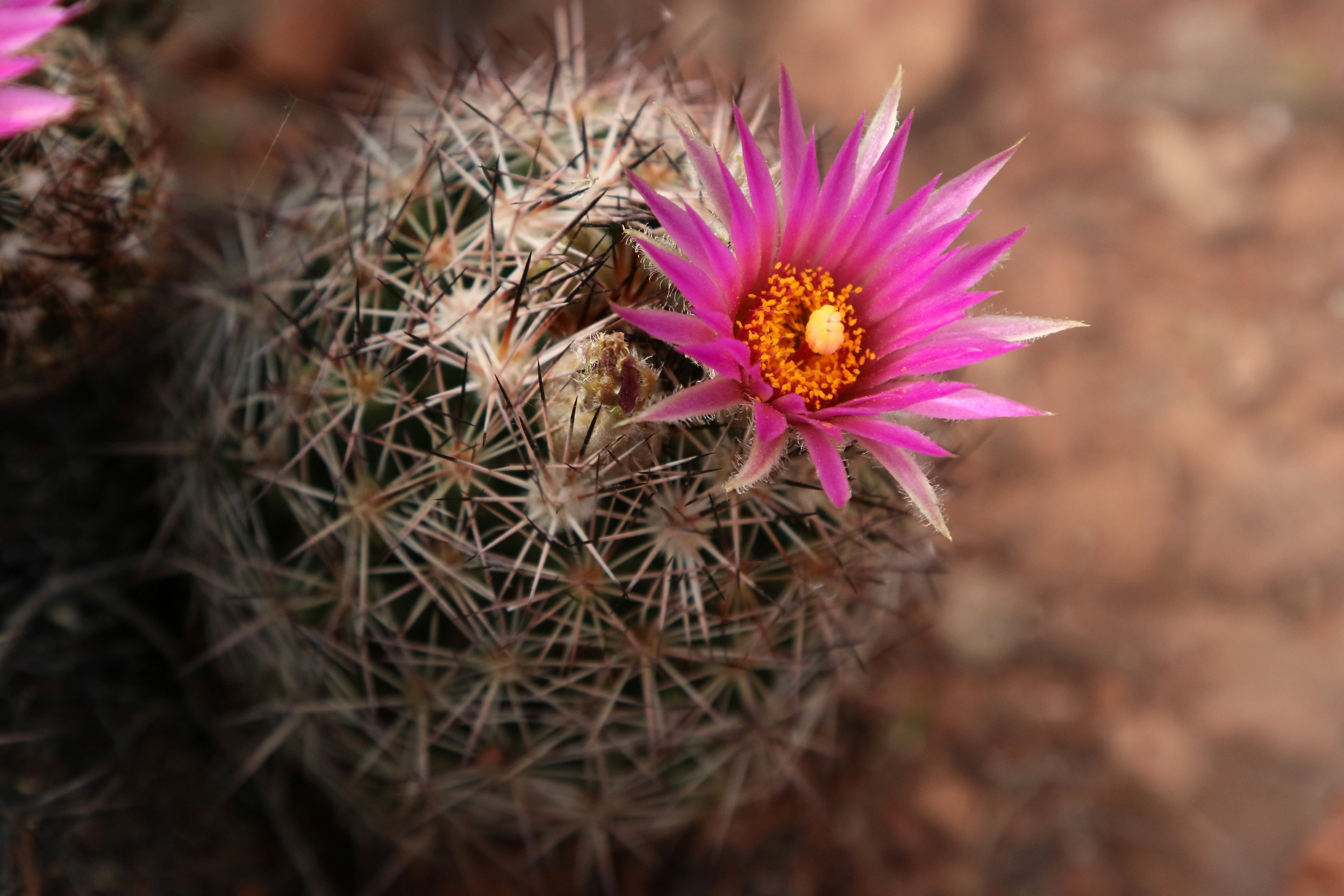 Desert Bloom