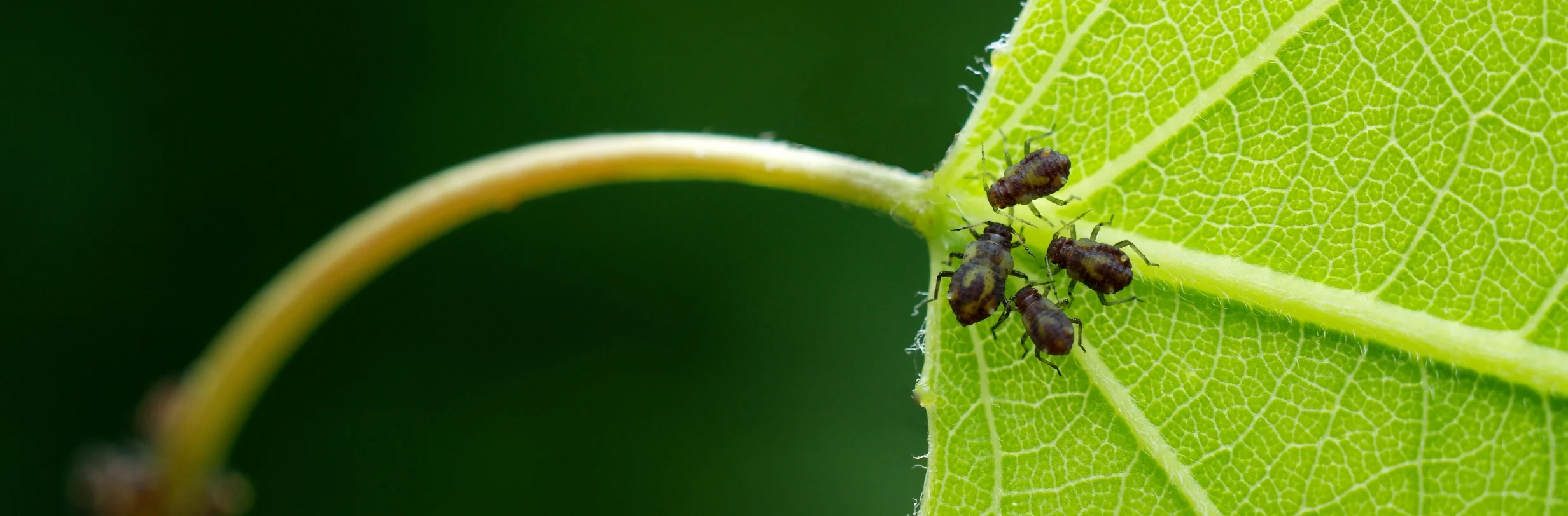 IMGP7646 - Version 2.jpg