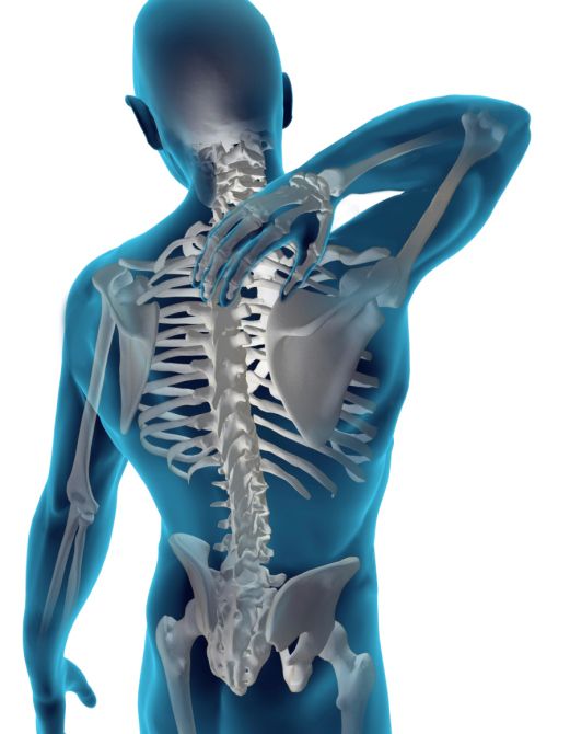 spine.jpeg