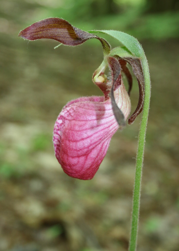 Cypripedium acaule, colloquially known as the Pink Lady Slipper or Moccasin Flower