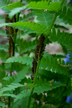   Osmunda claytoniana    