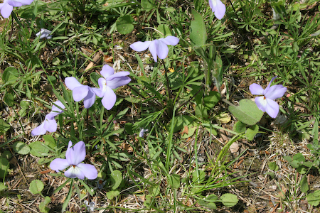   Viola pedata  