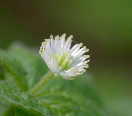   Hydrastis canadensis  