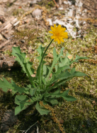  Dandelion 