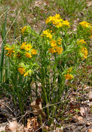   Lithospermum caroliniense  