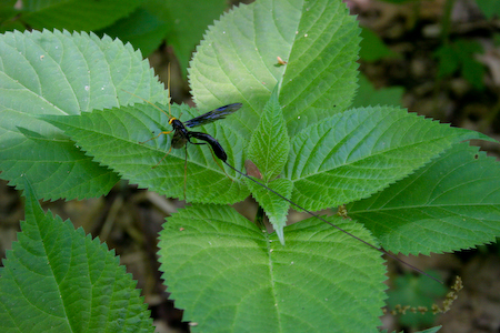  Ichneumon wasp 