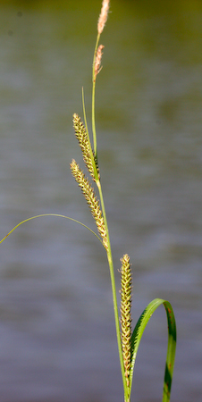   Carex emoryii  