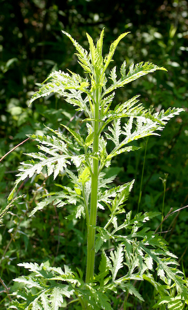   Daistoma macrophylla  