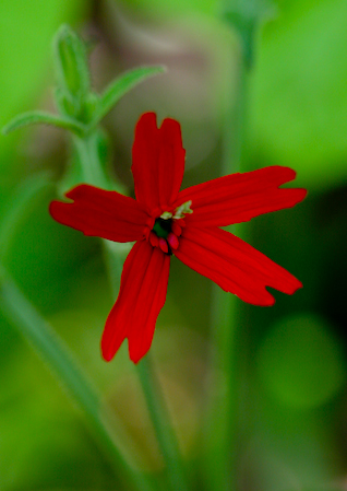   Fire pink ( Silene virginica )  