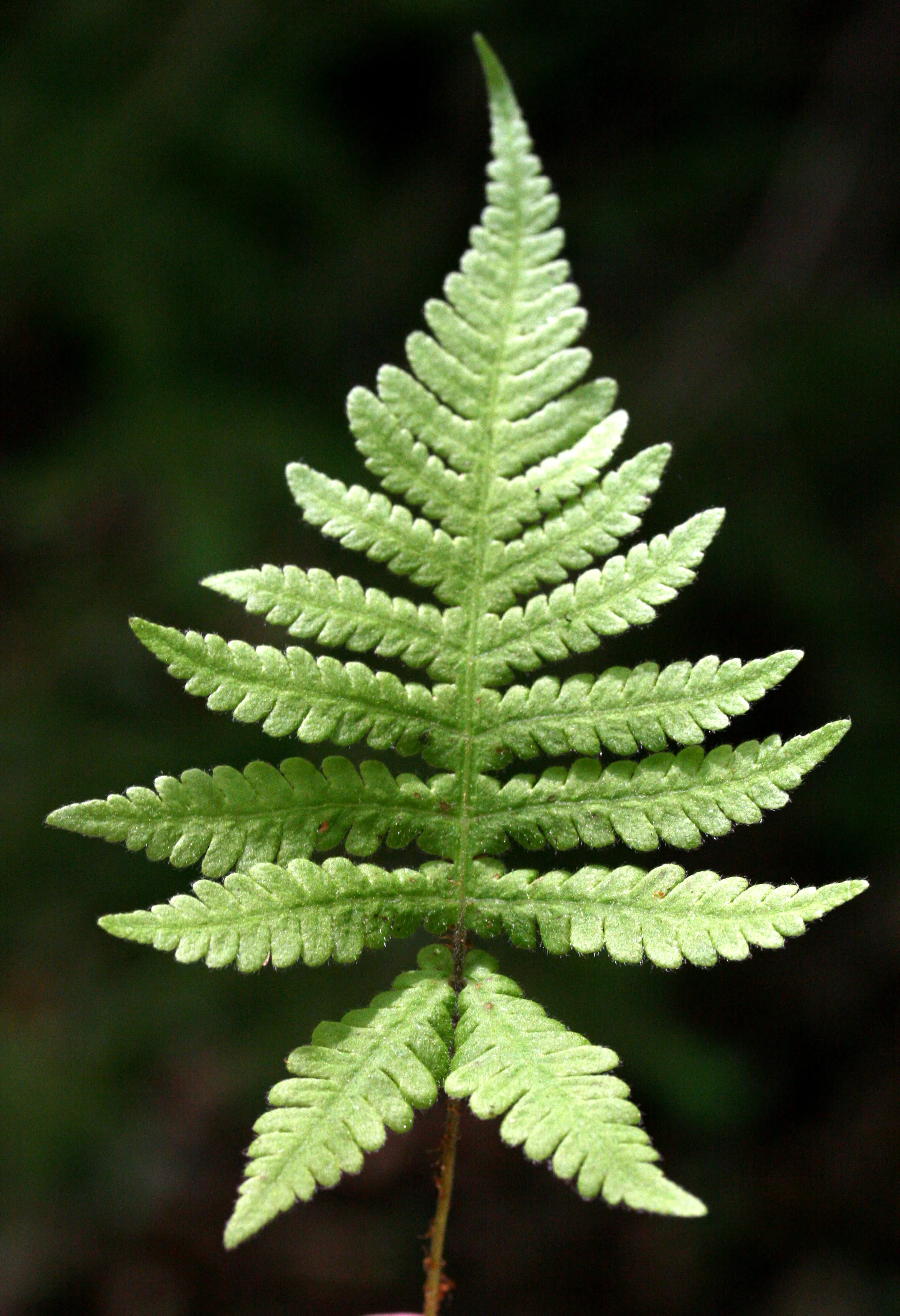 Thelypteris phegopteris-Edit.JPG