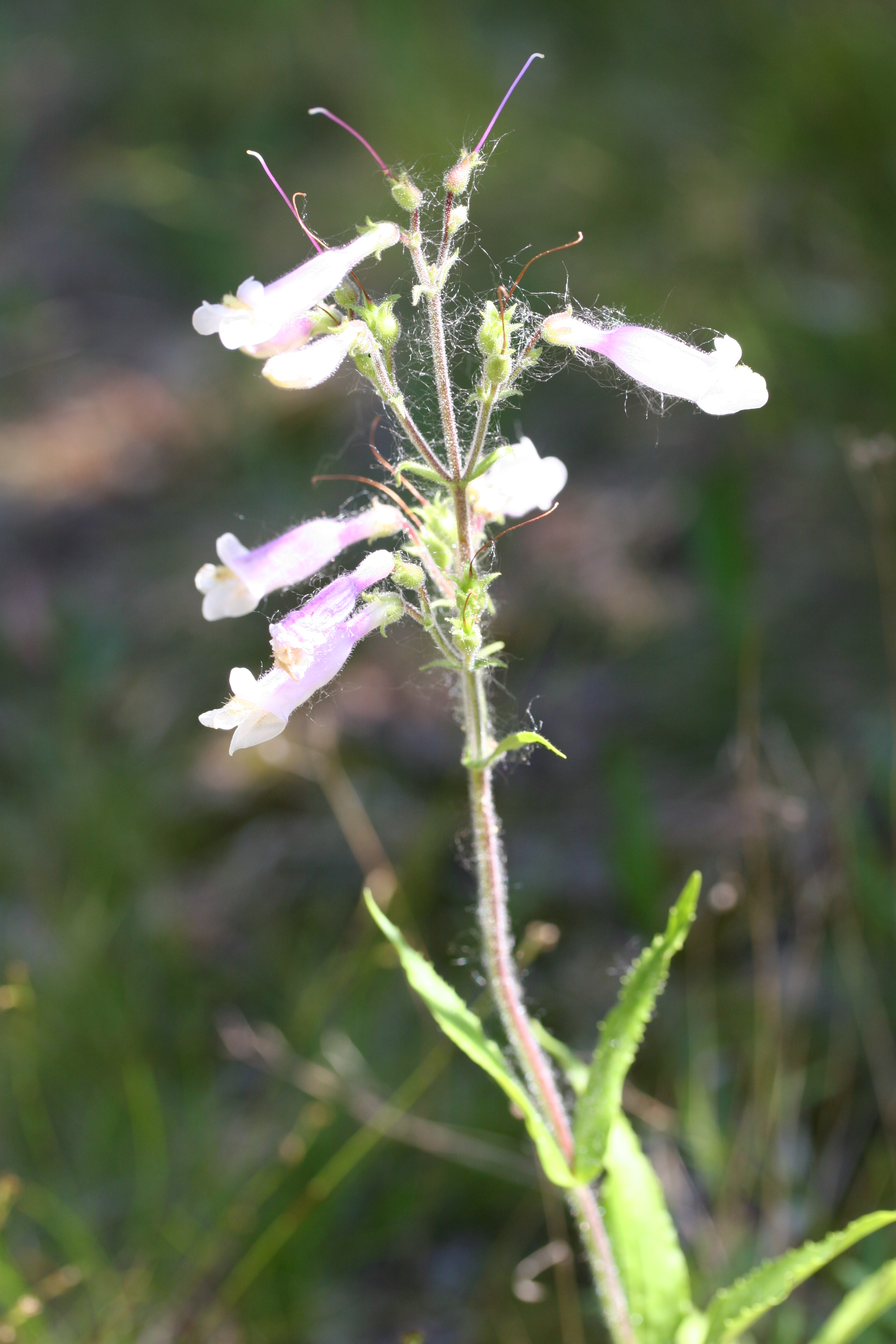 Penstemon hirsutus