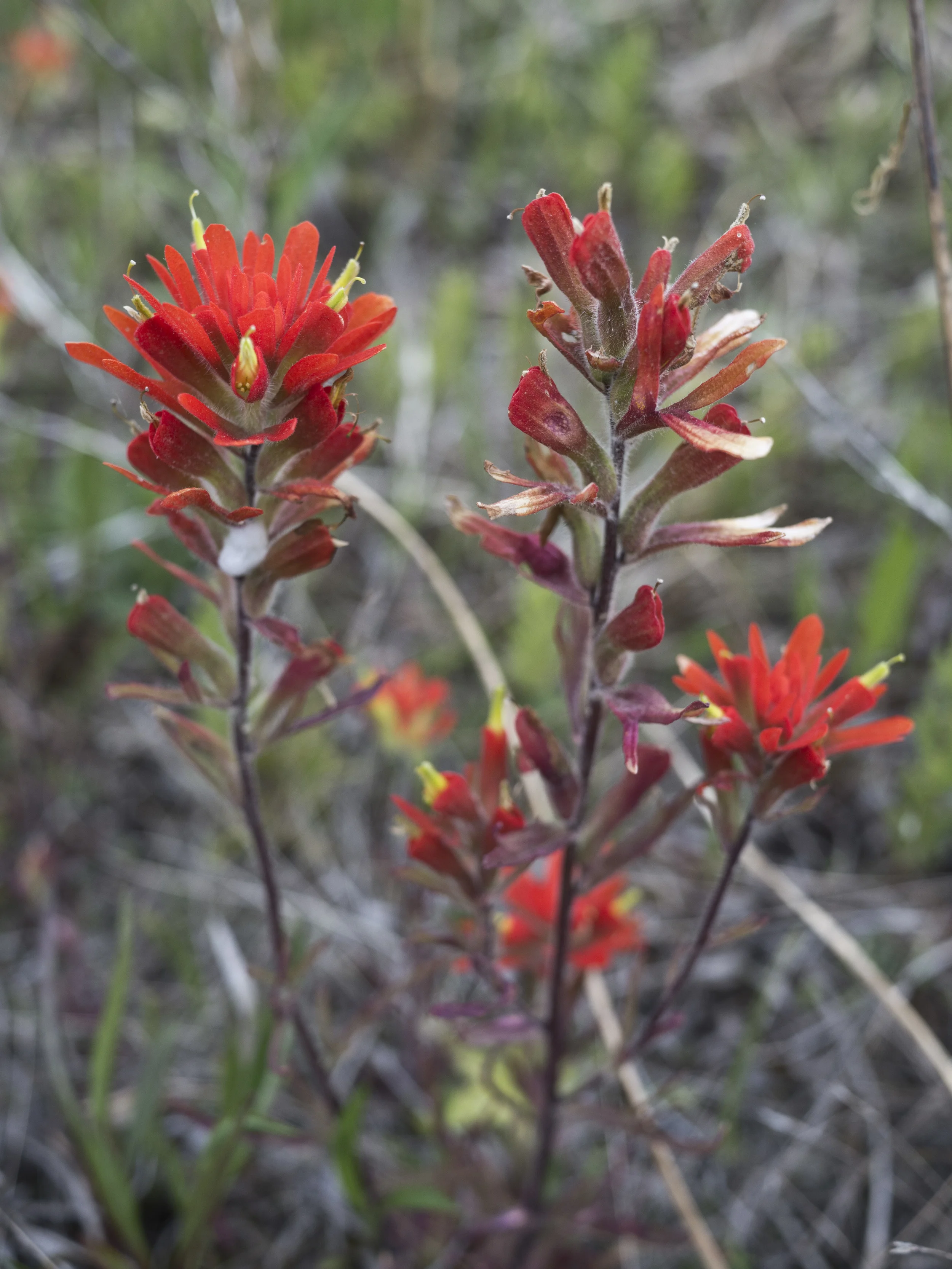 Indian Paintbrush - Castilleja coccinea (From a past foray)