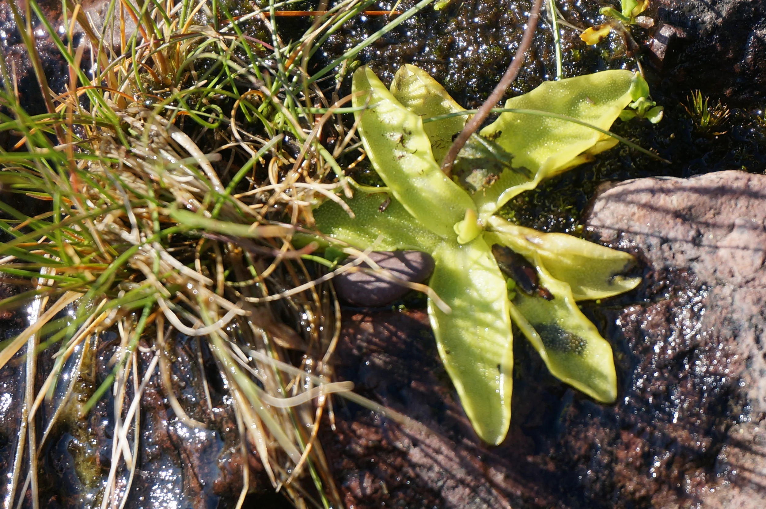 Pinguicula vulgaris