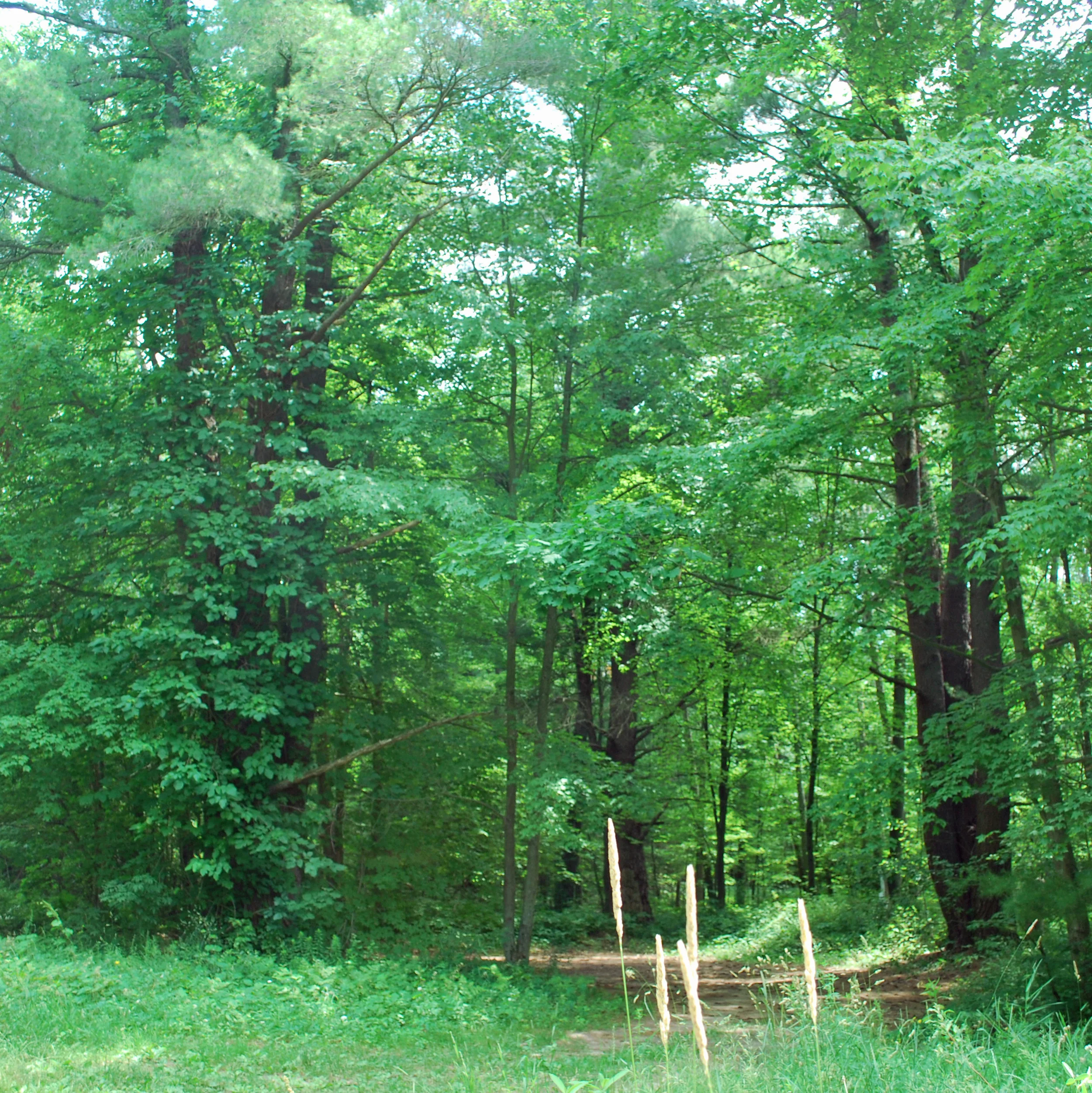Three white pines, each over 100 ft tall, near Muskegon Wastewater treatment plant.