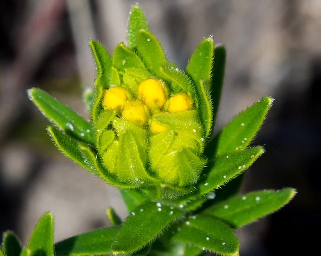 MKeigley.HairyPuccoon.jpg