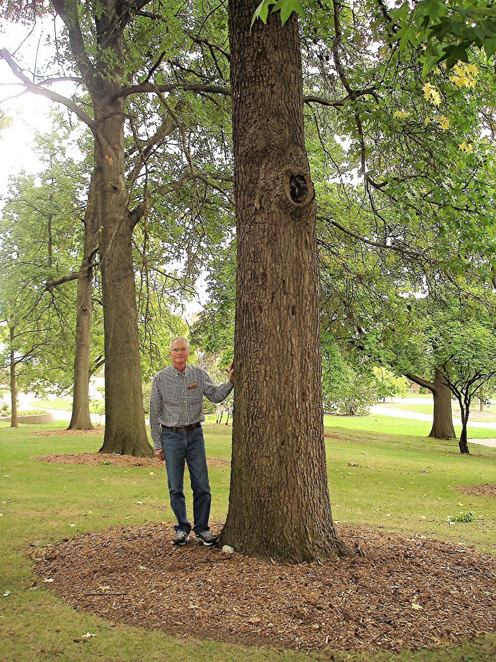 1317-Liquidambar-styraciflua-r.png