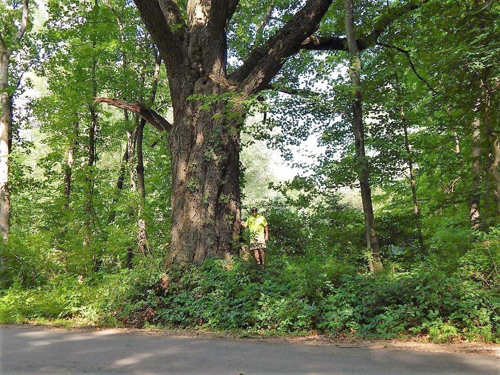 1379-Quercus-rubra-2r.png