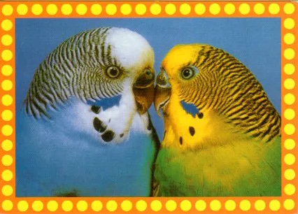 chickadees, I mean parakeets