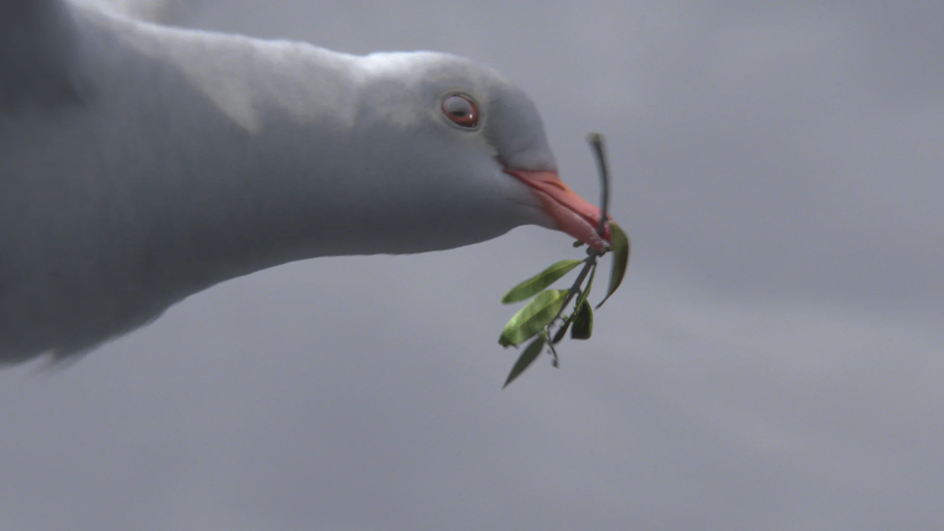 The Birds of Noah: