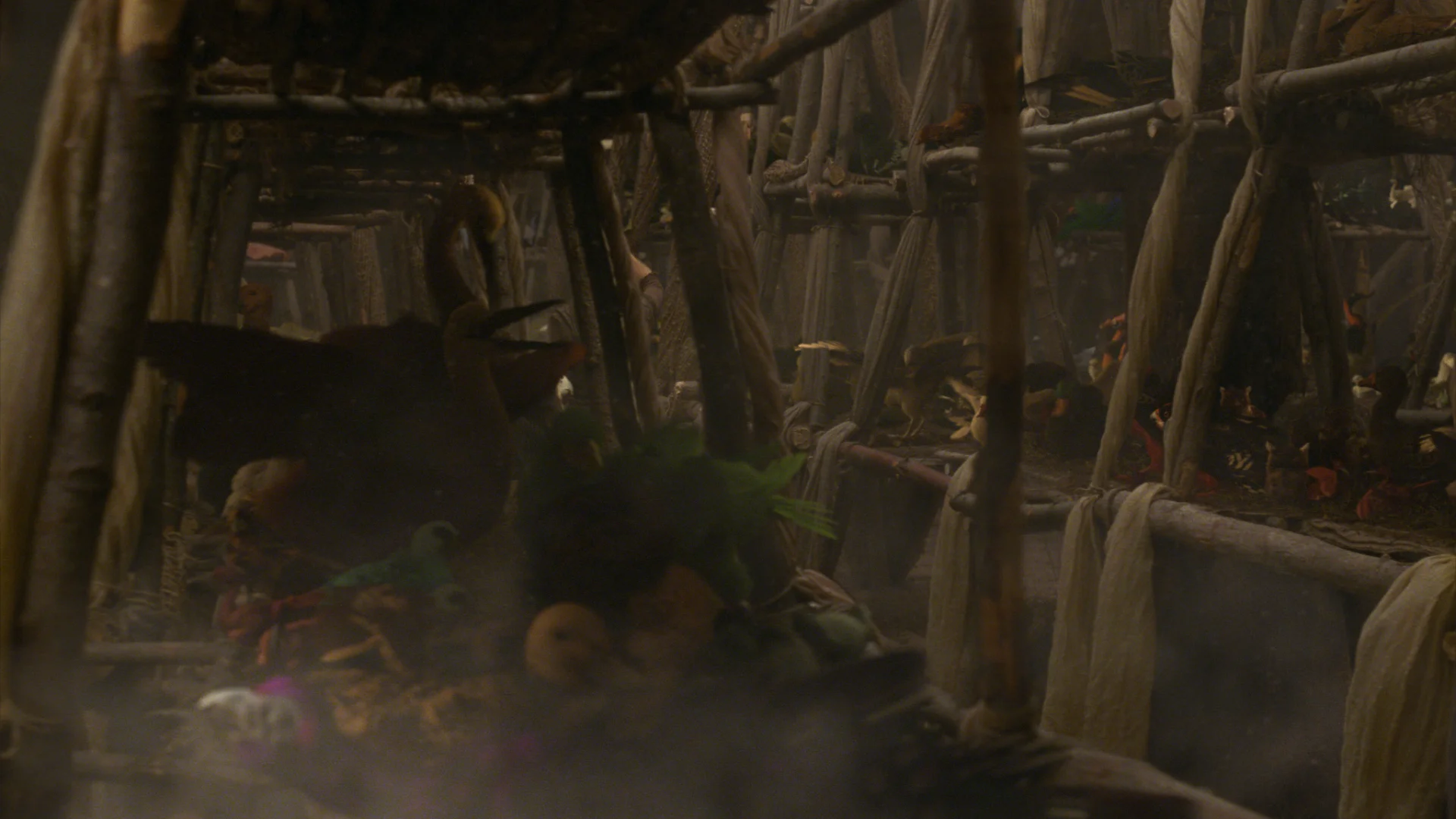 The Birds of Noah: