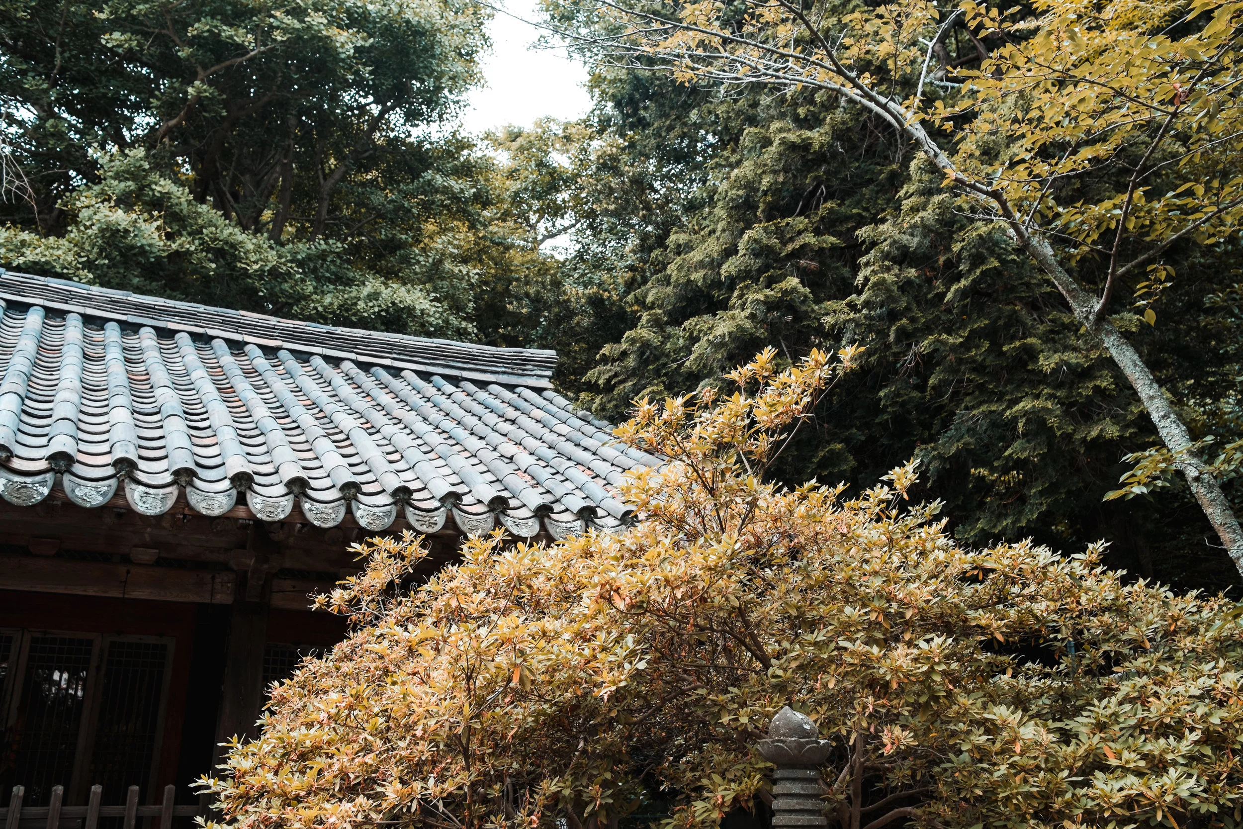 TokyoJapan_2018_AdamDillon_DSCF9563.jpg