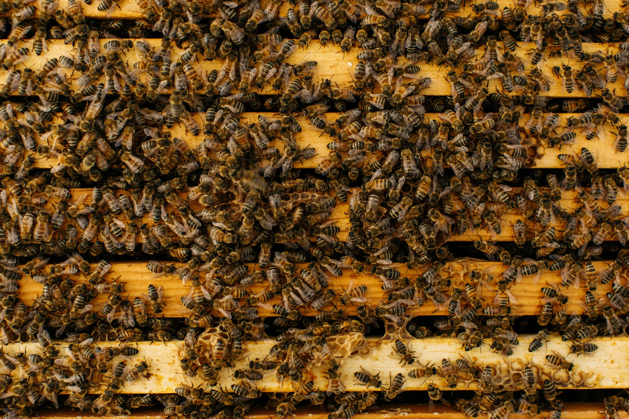 PYPL_BeeRaw_AdamDillon_10_23_18_4F8A3853.jpg