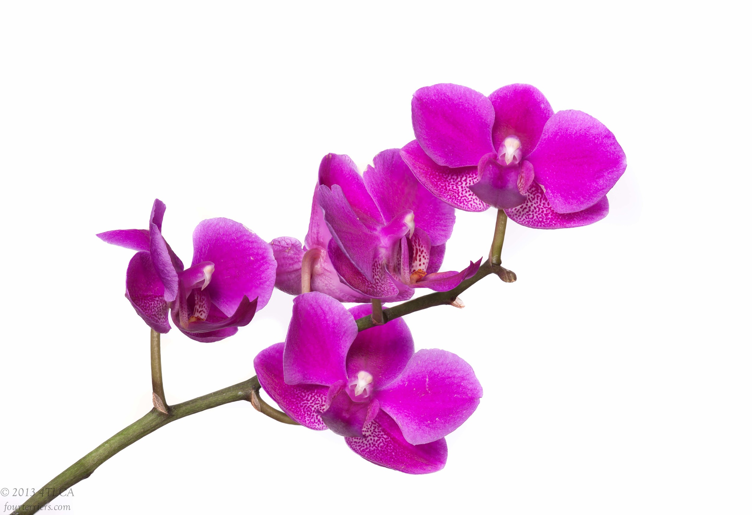 Orchid - 2013