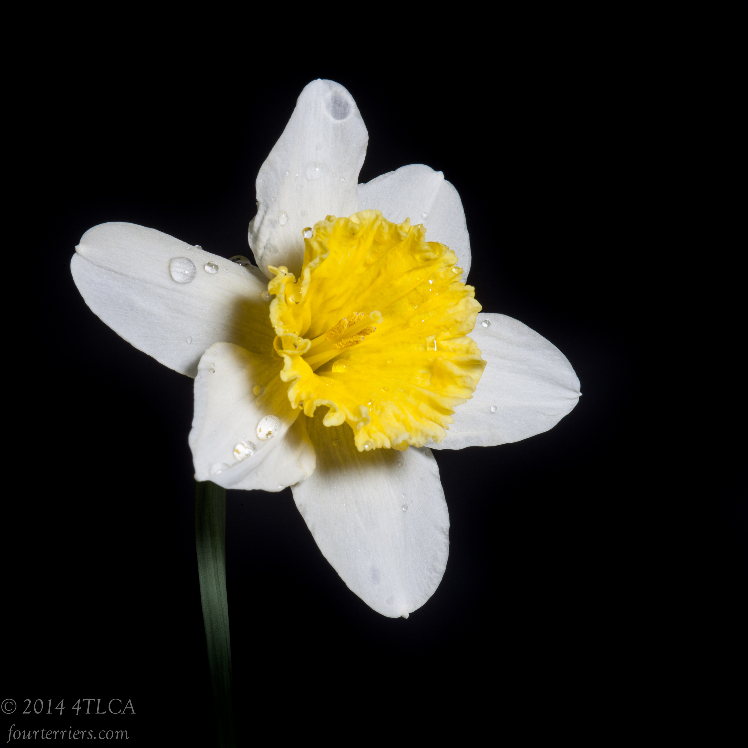 Daffodil, 2014