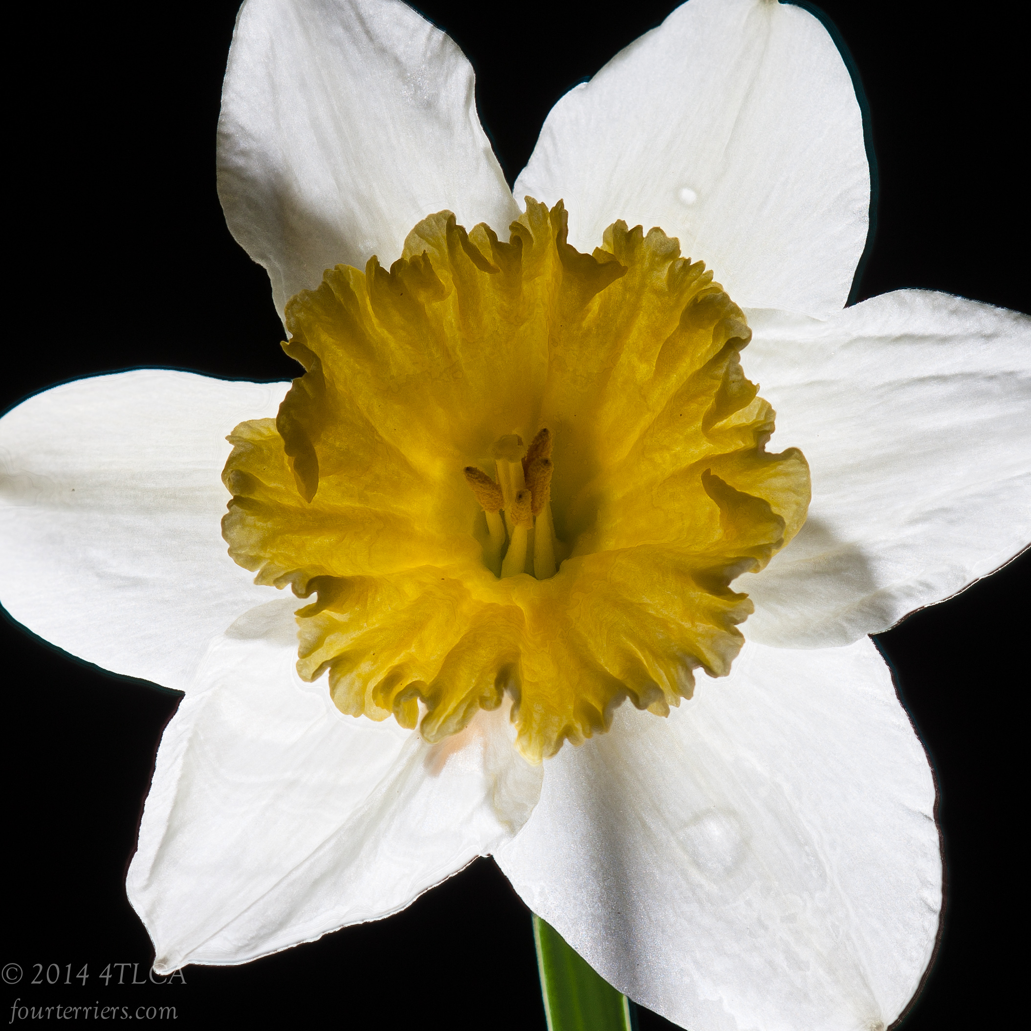 Daffodil 2, 2014