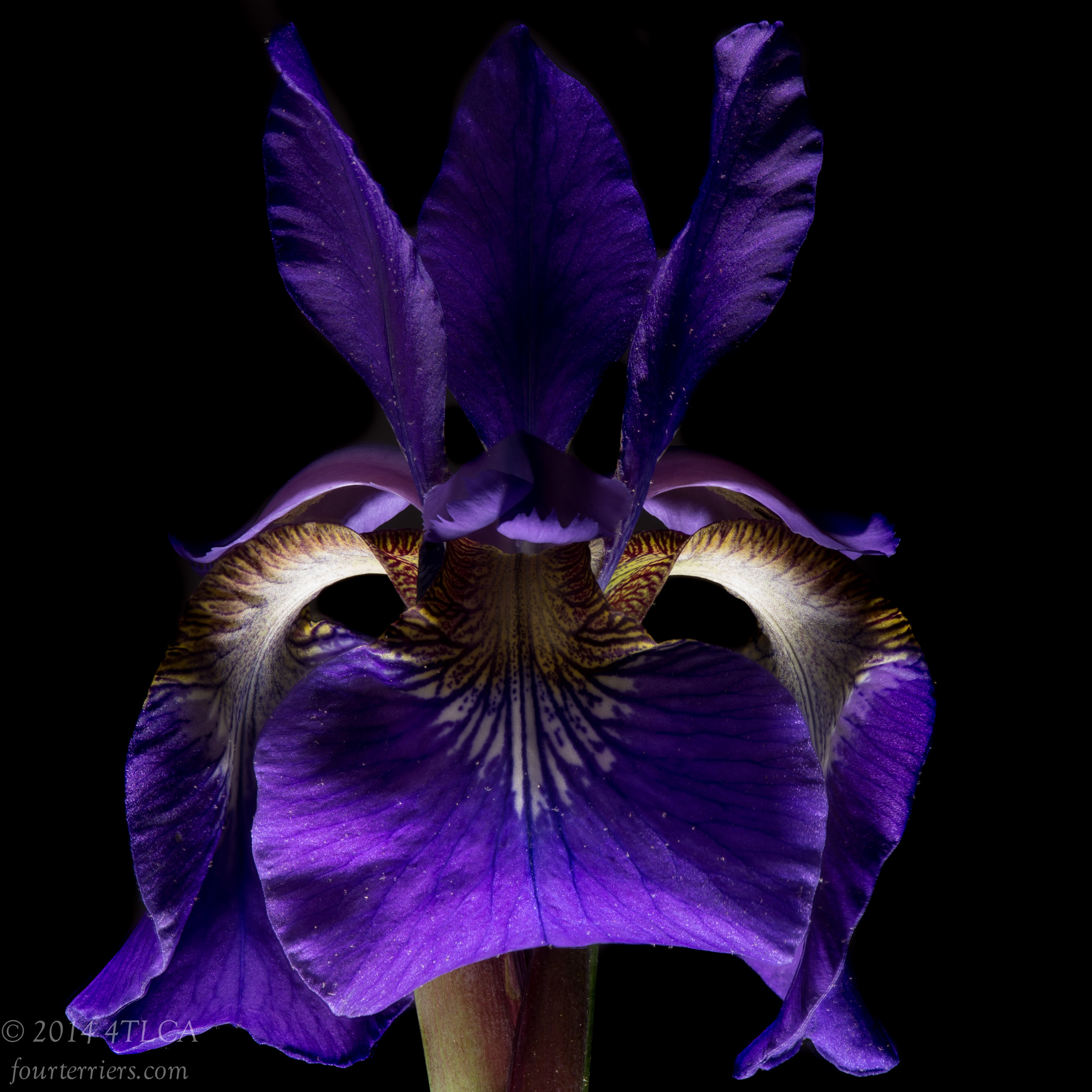 Purple Iris, 2014