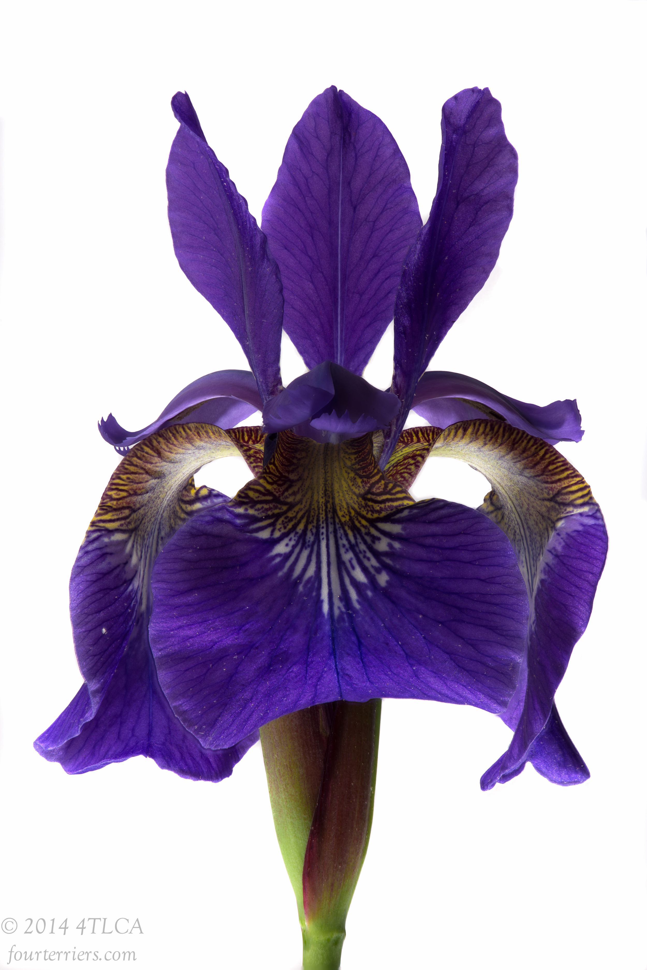 Purple Iris 2, 2014