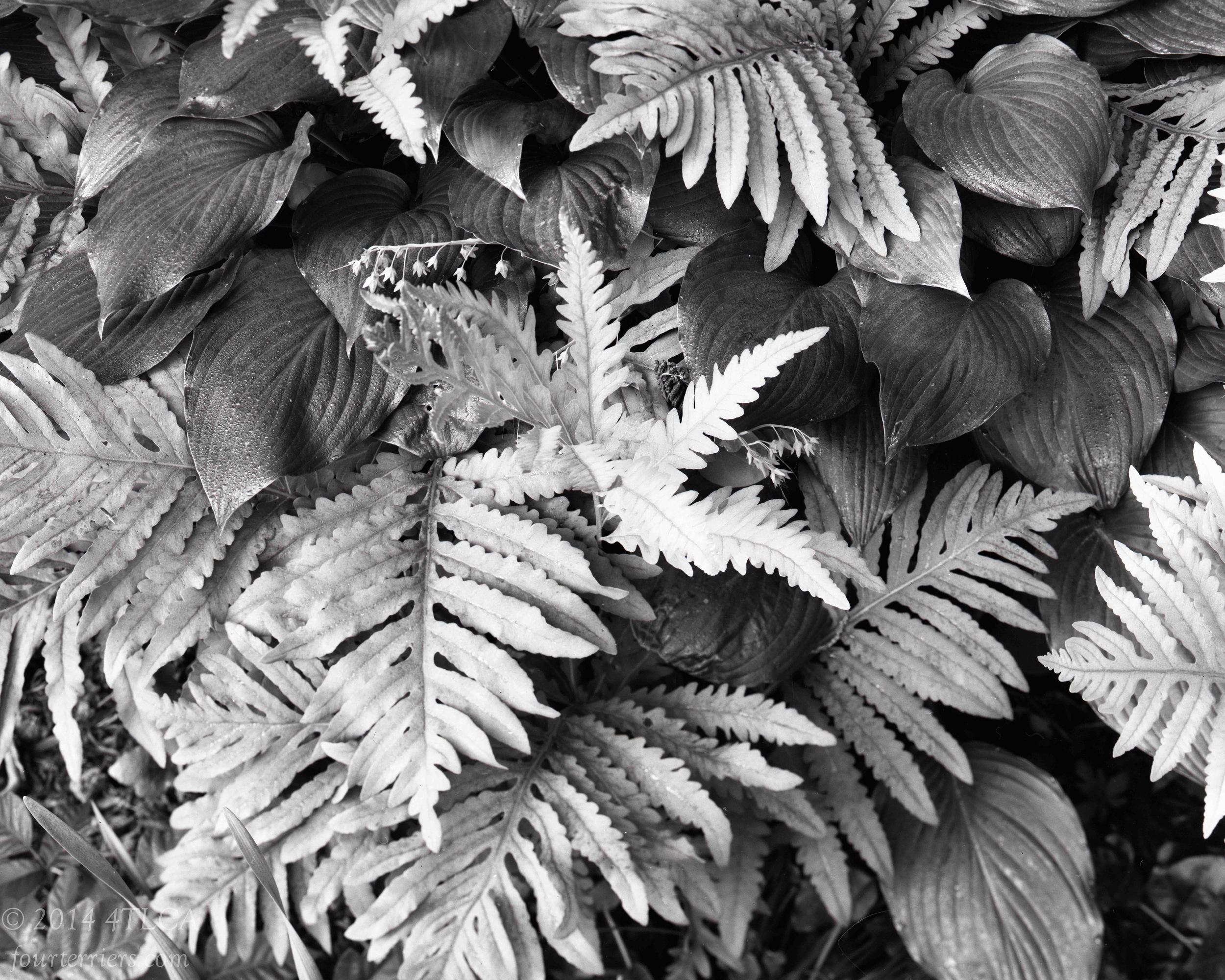Ferns and Hostas