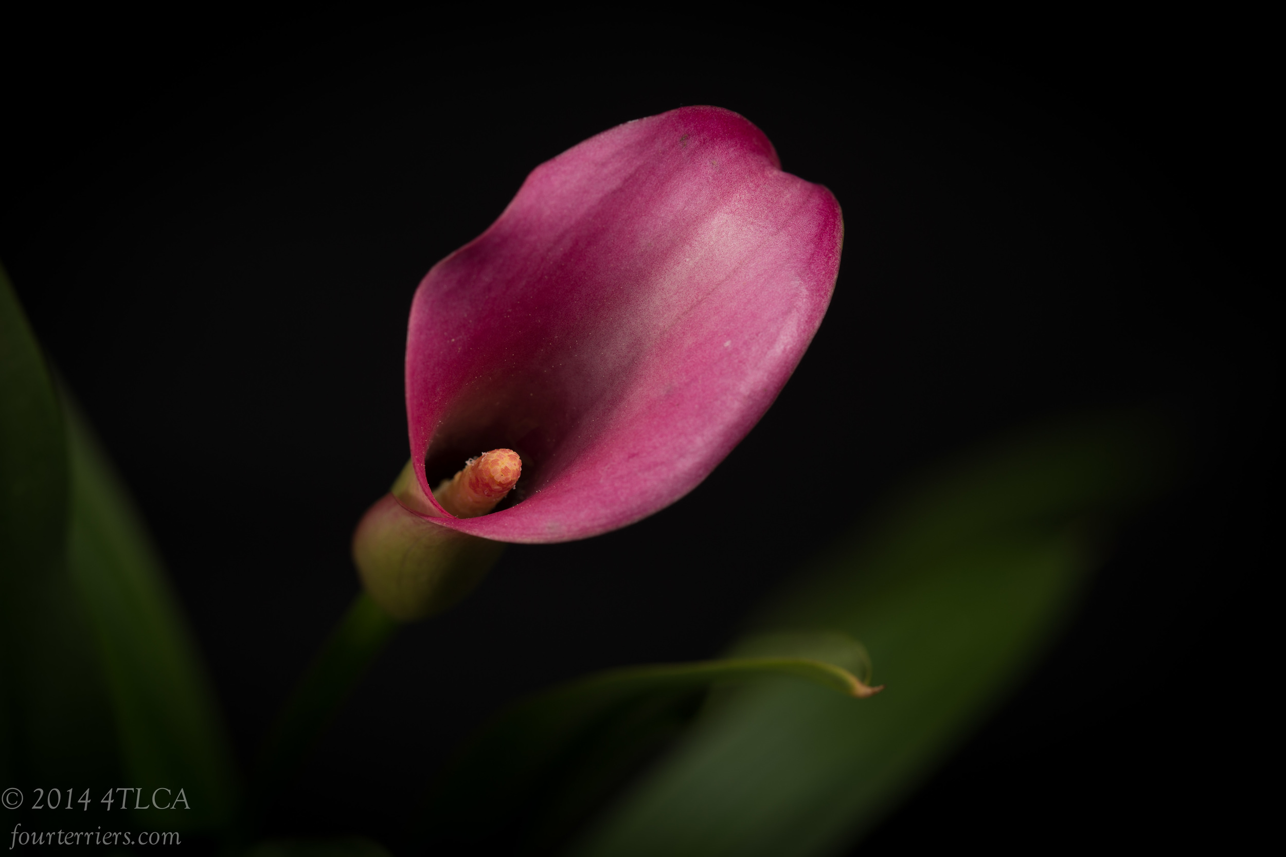 Pink Calla