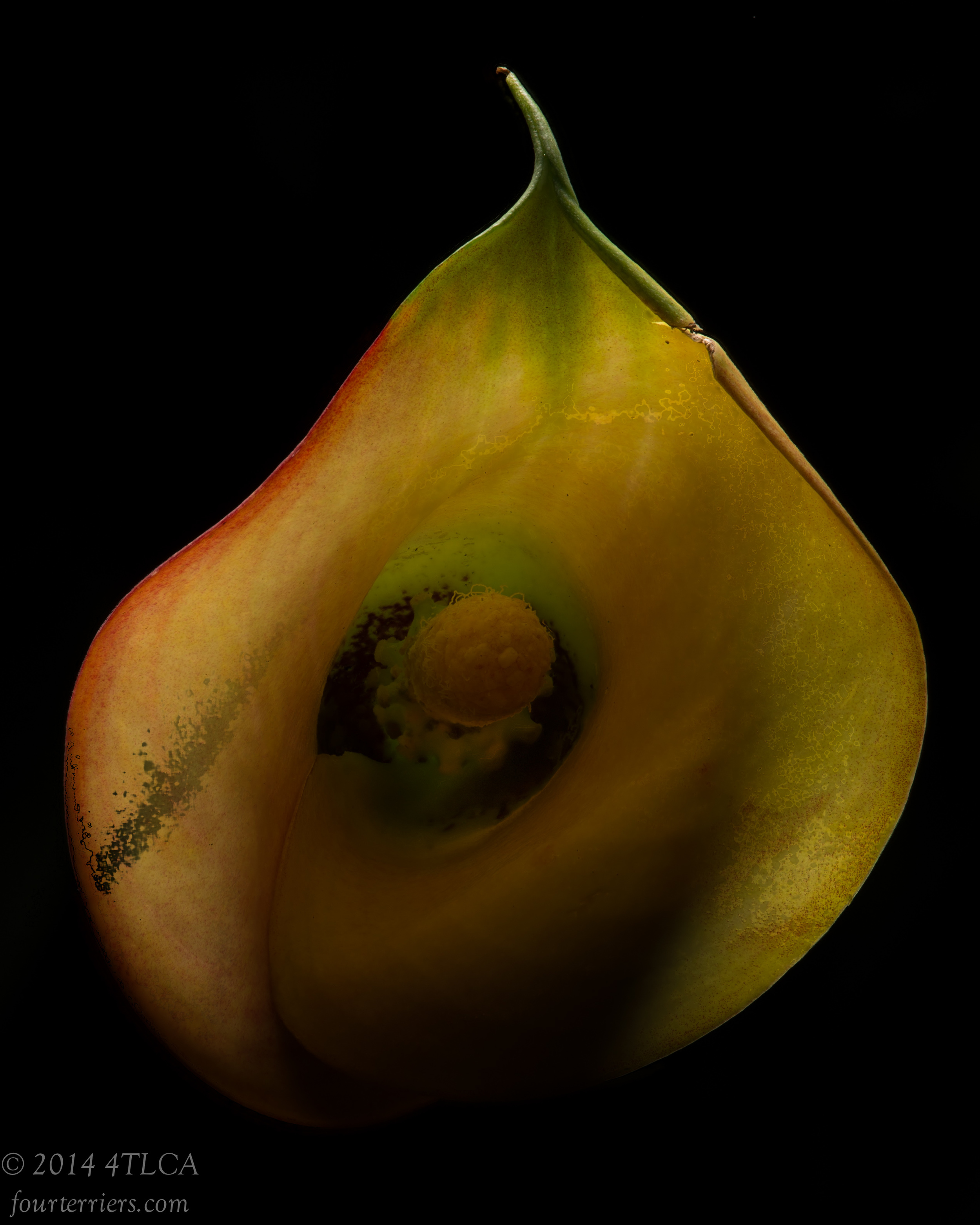 Calla Bloom