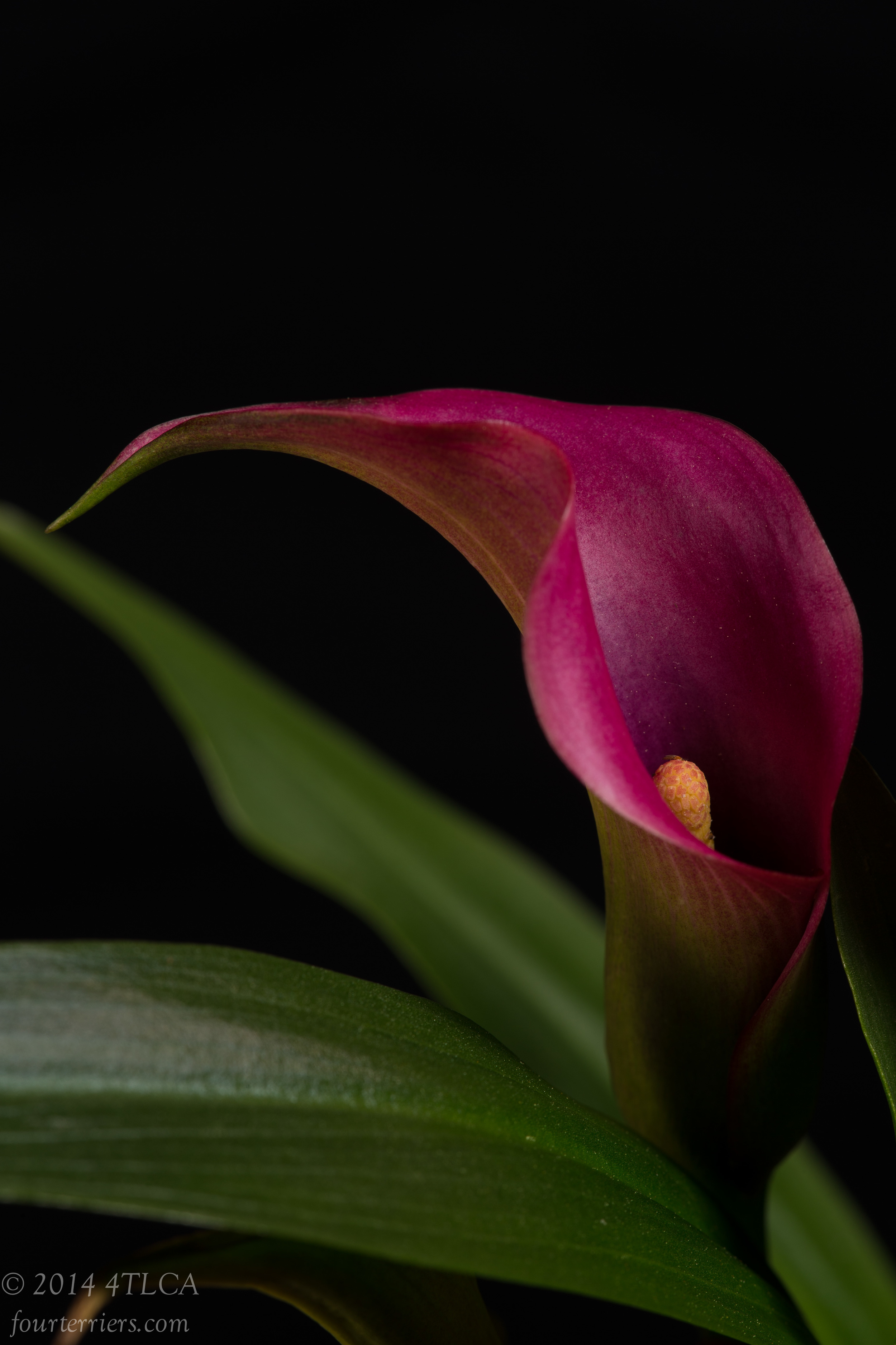 Pink Calla II