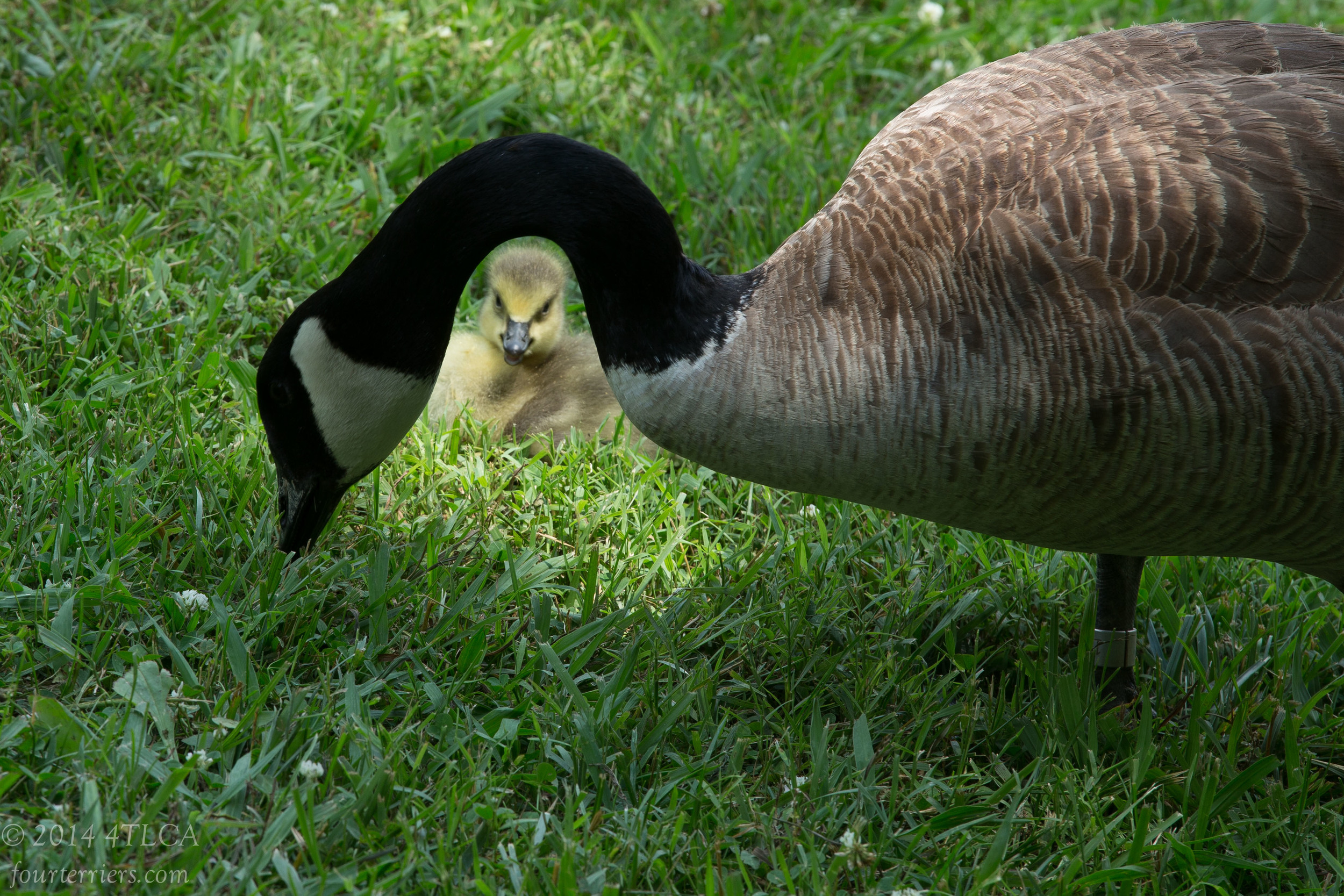 Goose and Gosling
