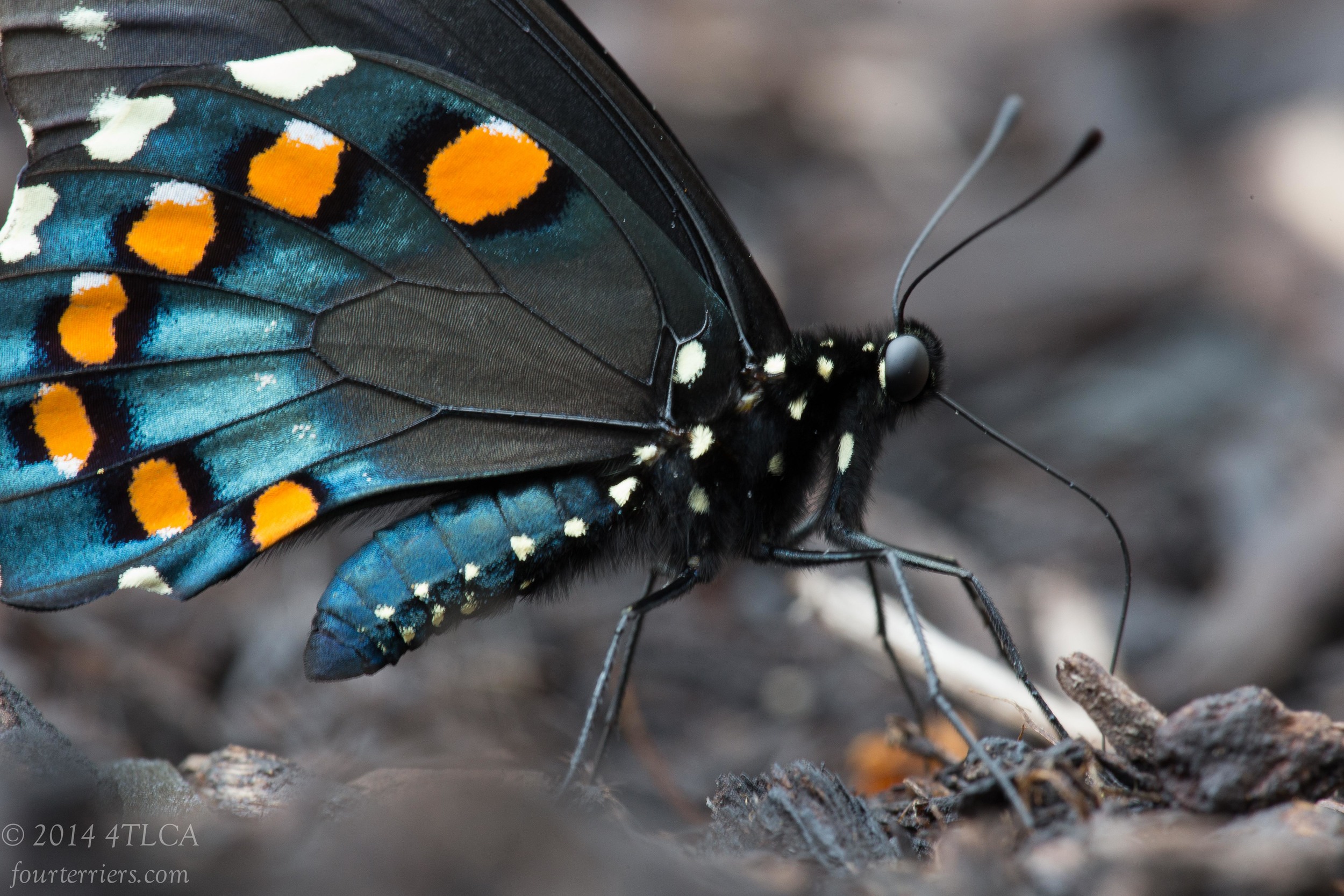 Backyard Butterfly